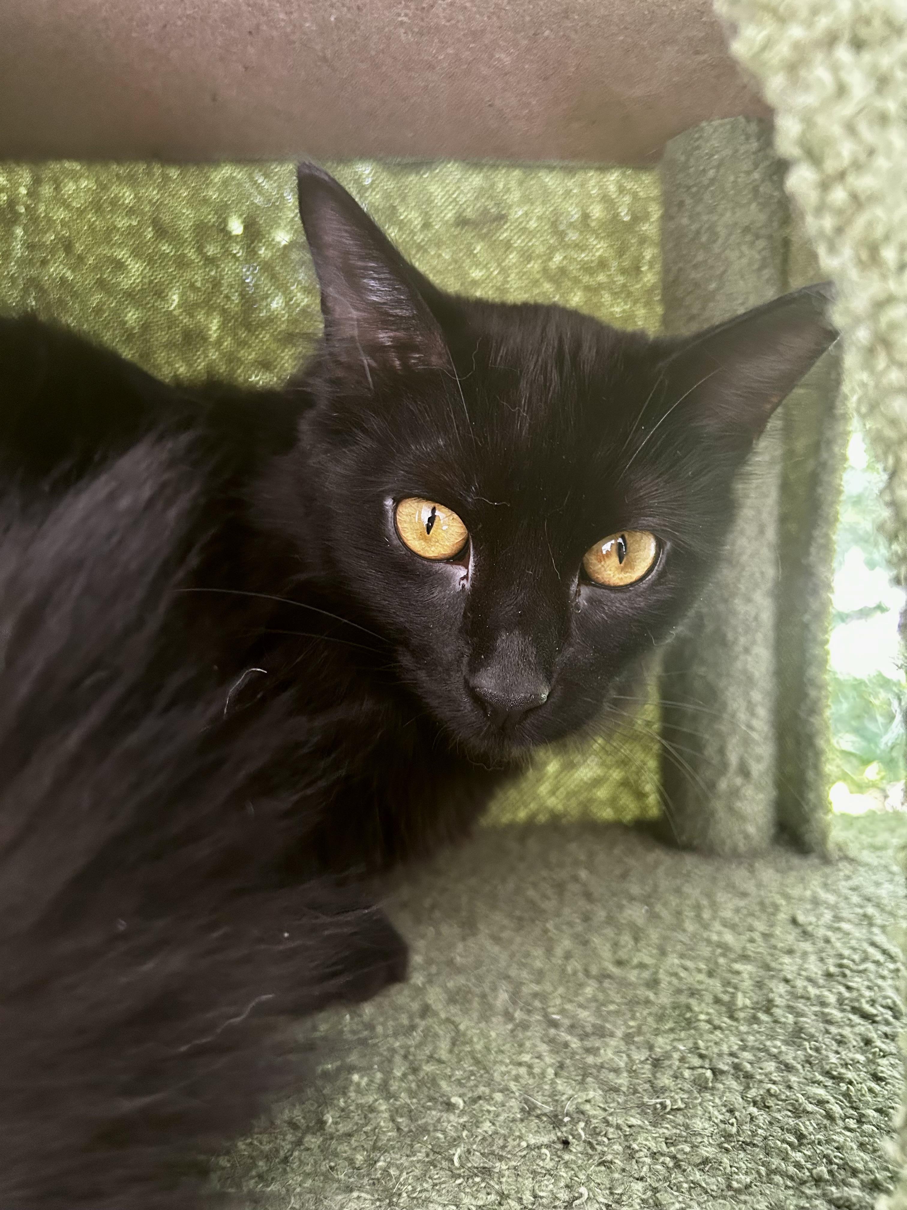 Dawn - ADOPTION PENDING! 2