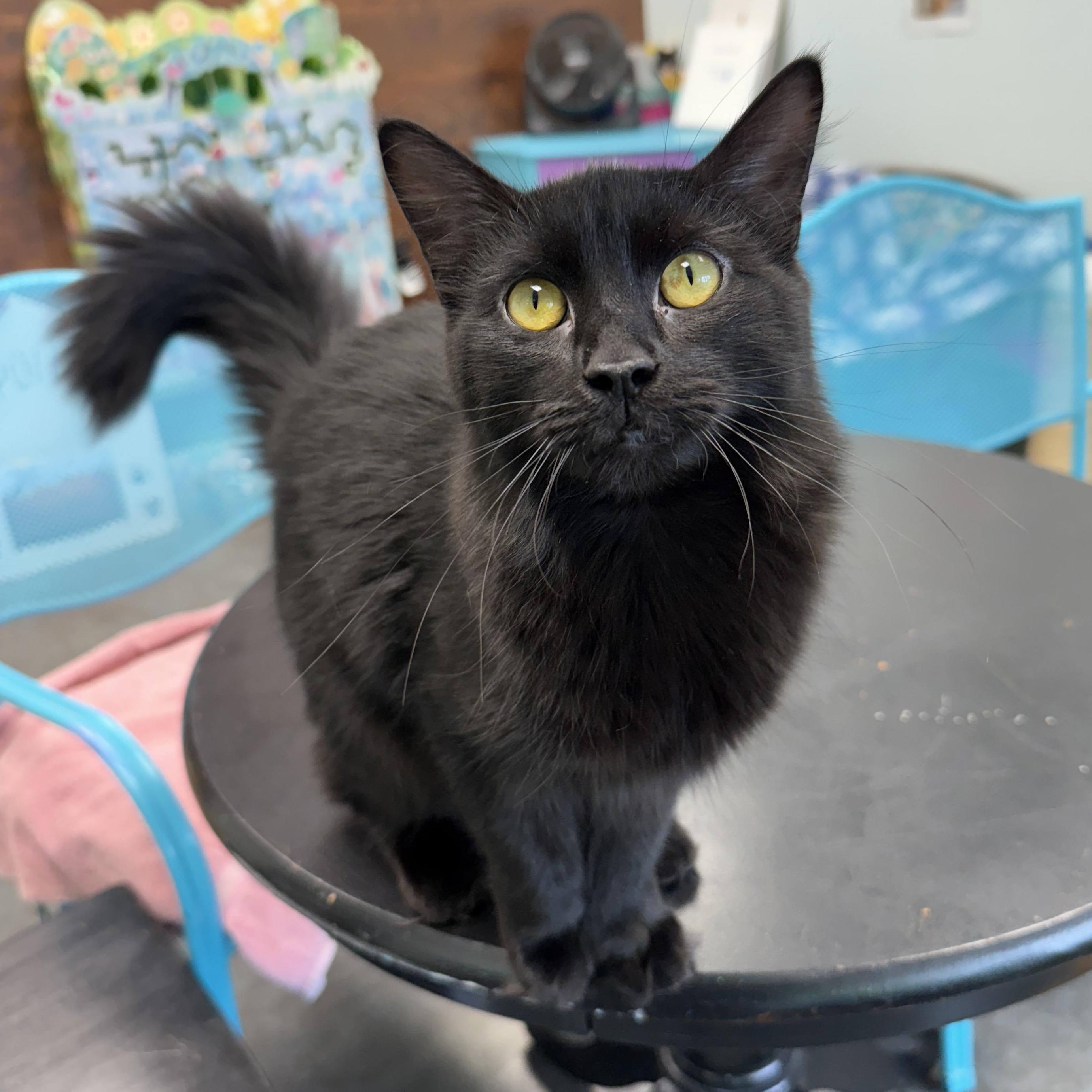Dawn - ADOPTION PENDING!