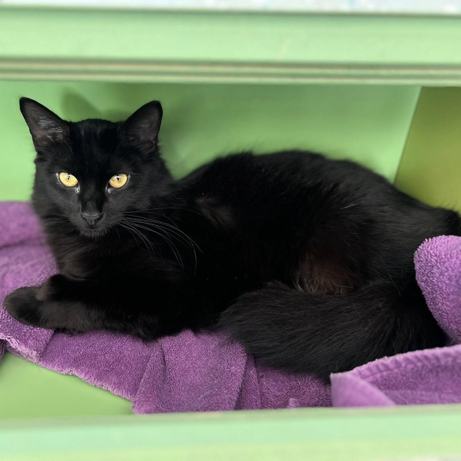 Dawn - ADOPTION PENDING! 3