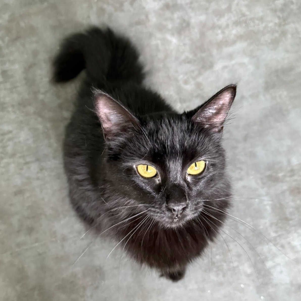 Dawn - ADOPTION PENDING! 4