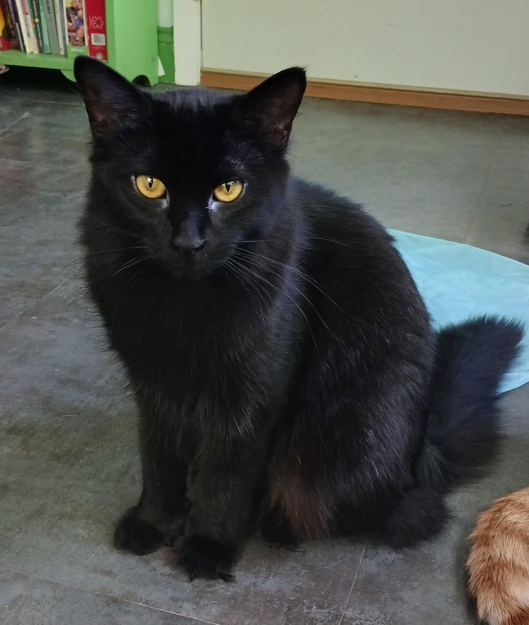 Dawn - ADOPTION PENDING! 6