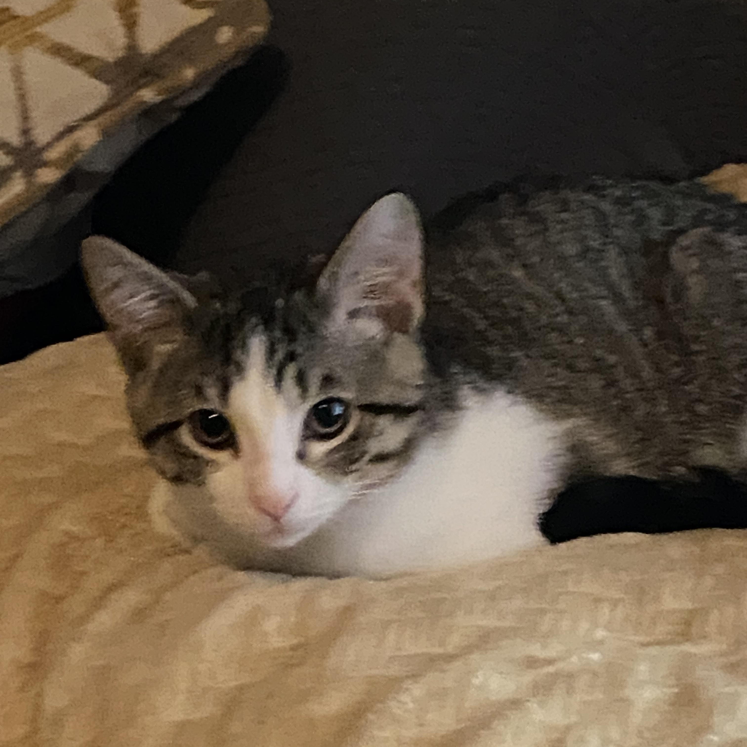 Rafe, an adoptable Domestic Short Hair in Menasha, WI image 2/3