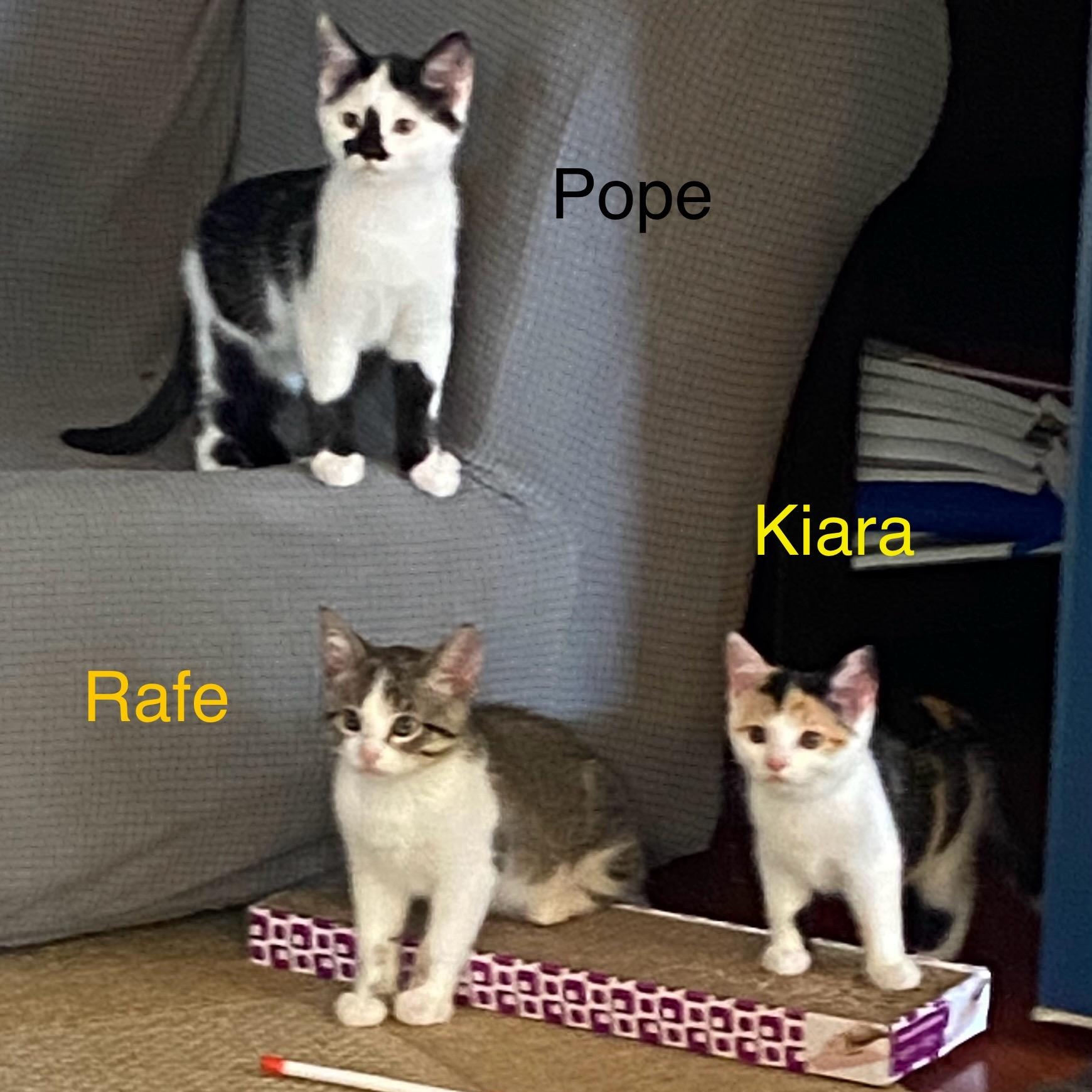 Rafe, an adoptable Domestic Short Hair in Menasha, WI image 3/3