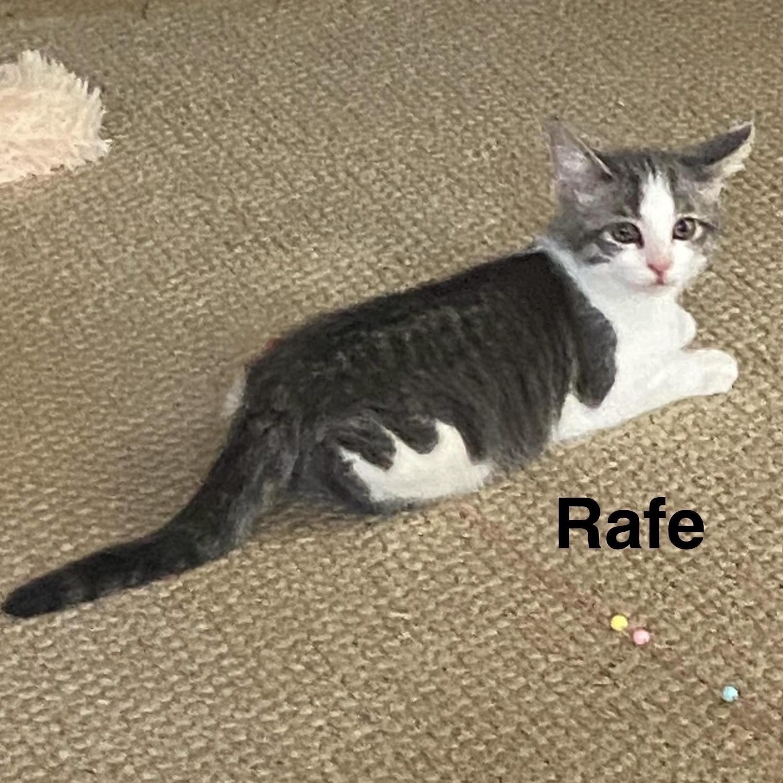 Rafe, adoptable, Kitten Male Domestic Short Hair.