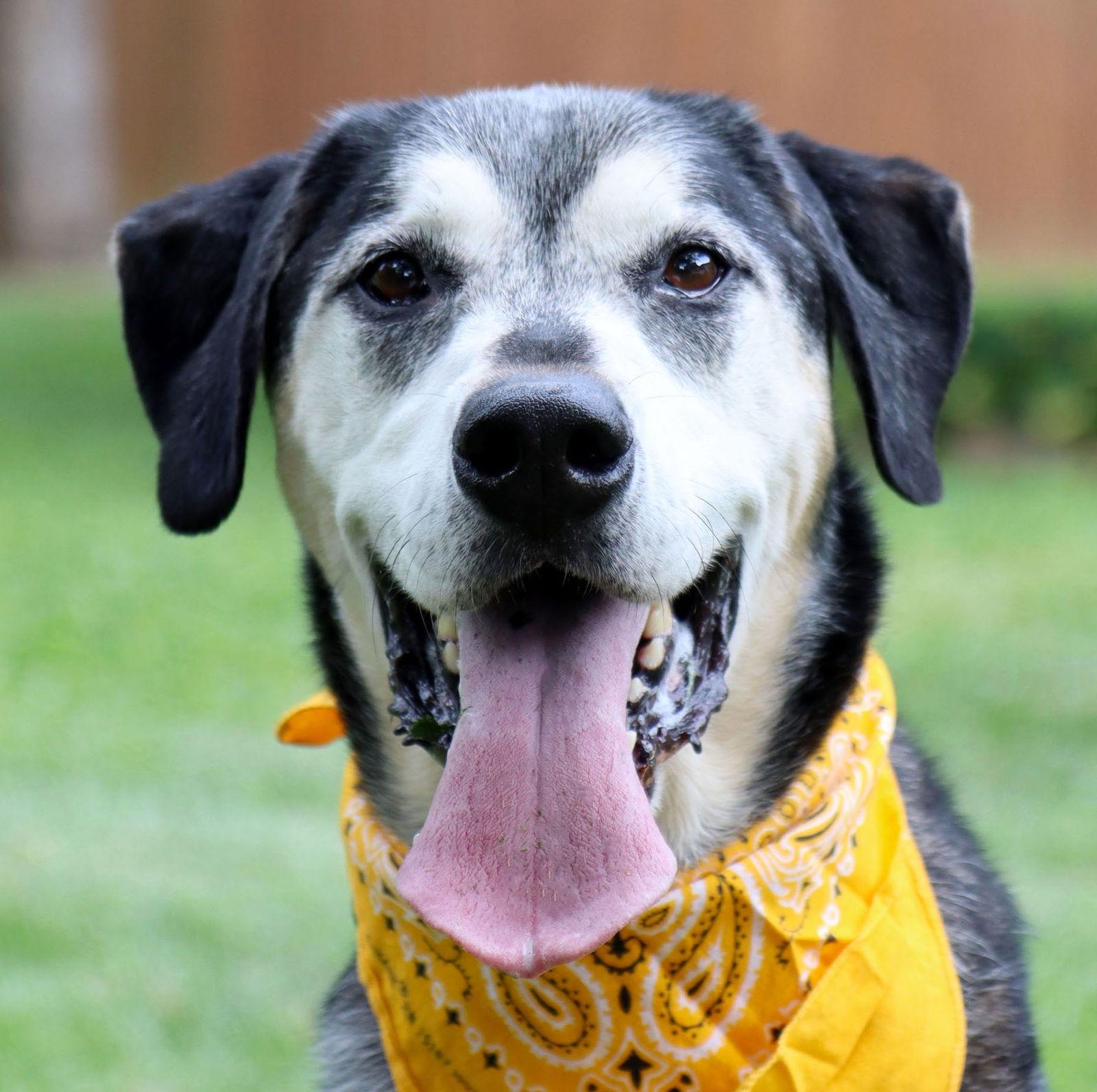 Alfie, Adoptable, Senior Male Great Dane & Husky.