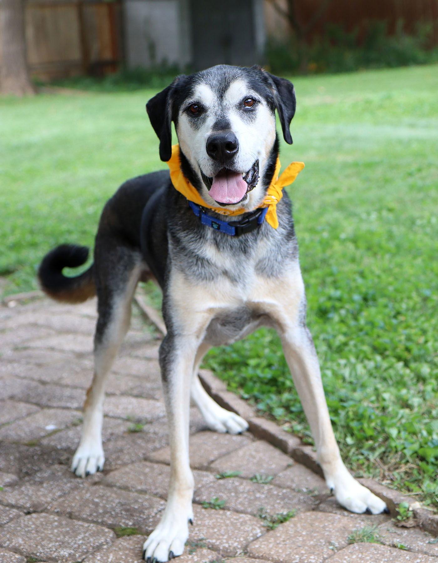 Enlarge Alfie, a Adoptable mixed breed in Kansas City, MO image 2/3