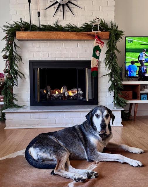 Enlarge Alfie, a Adoptable mixed breed in Kansas City, MO image 2/3