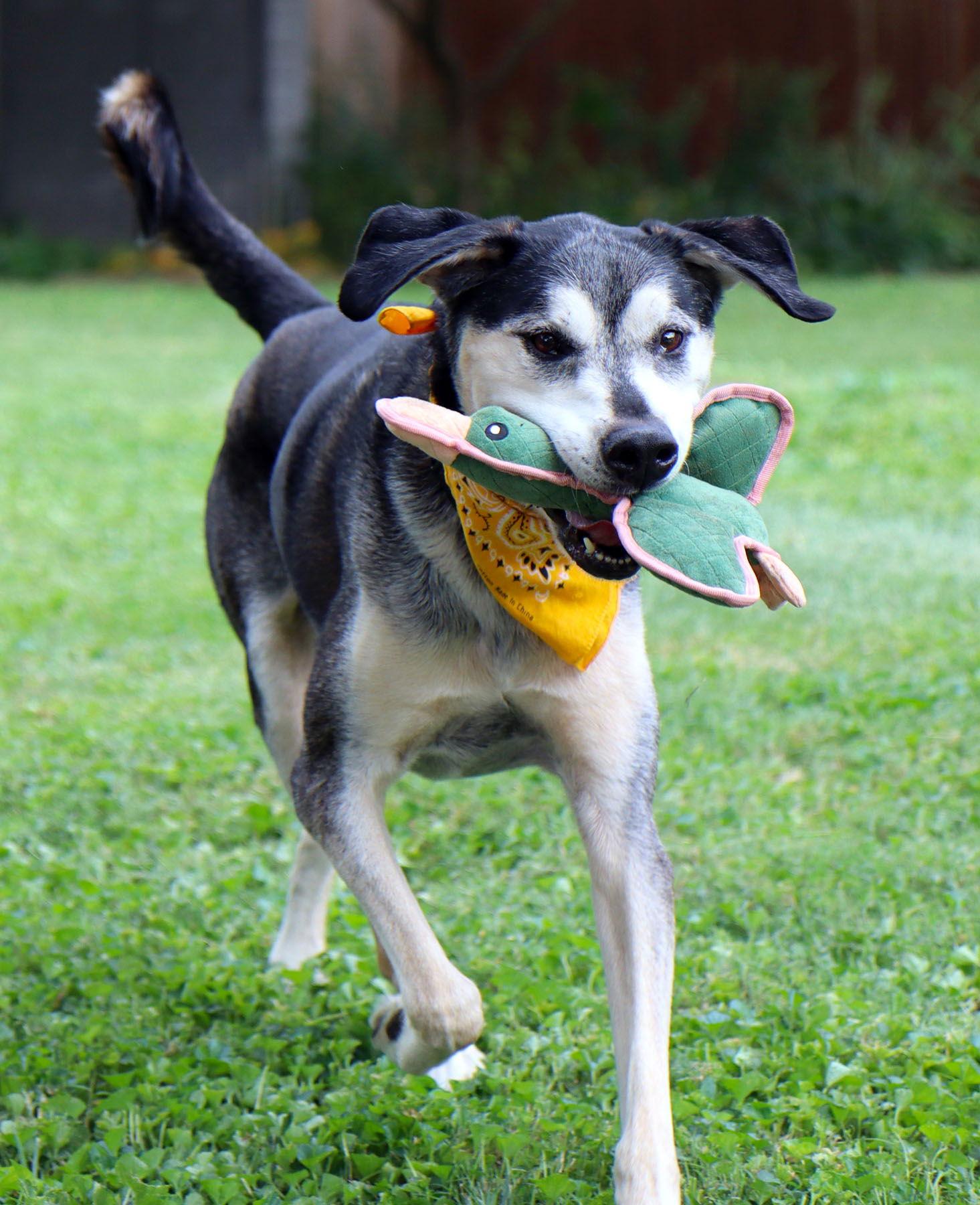 Enlarge Alfie, a Adoptable mixed breed in Kansas City, MO image 3/3
