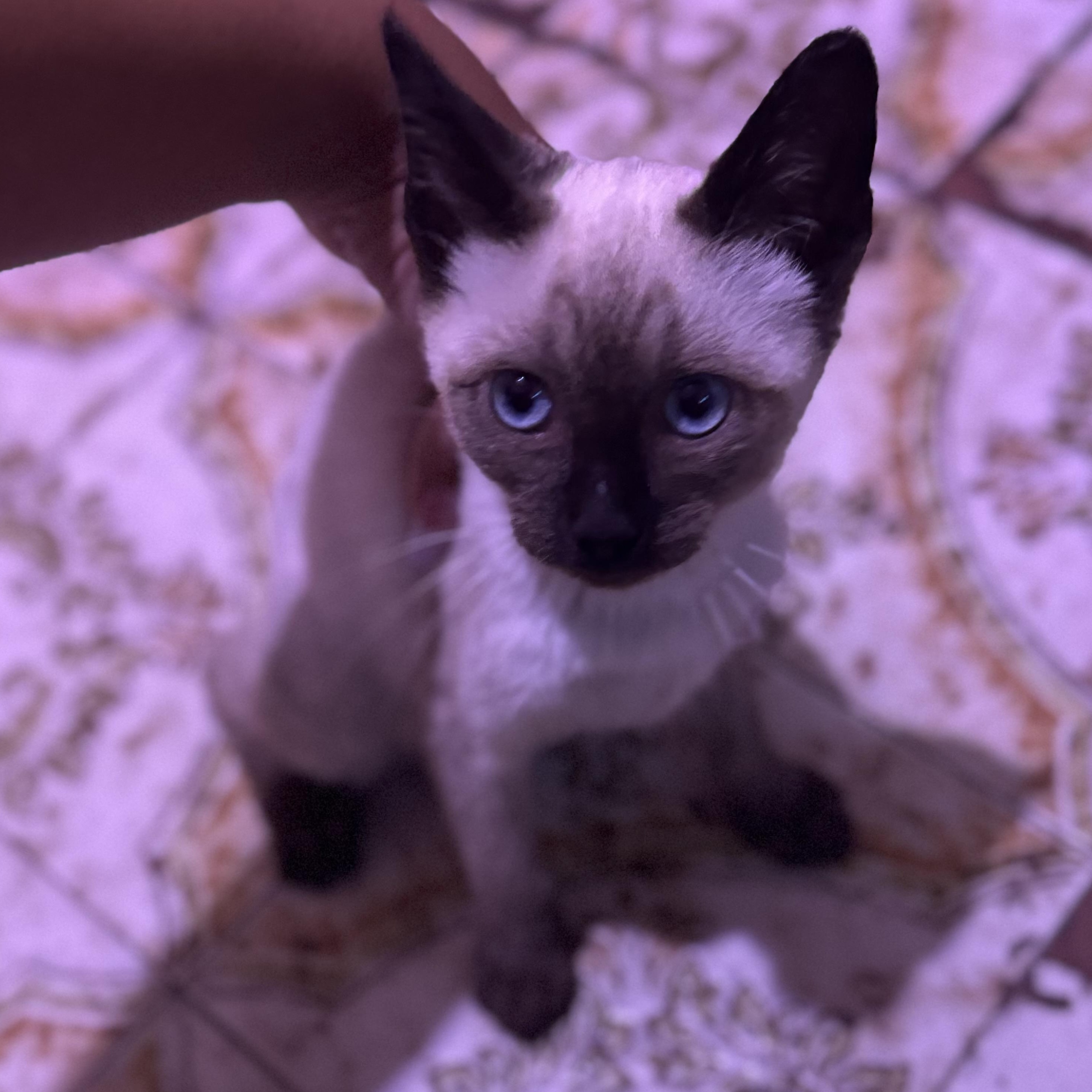 Prince, Adoptable, Kitten Male Applehead Siamese.