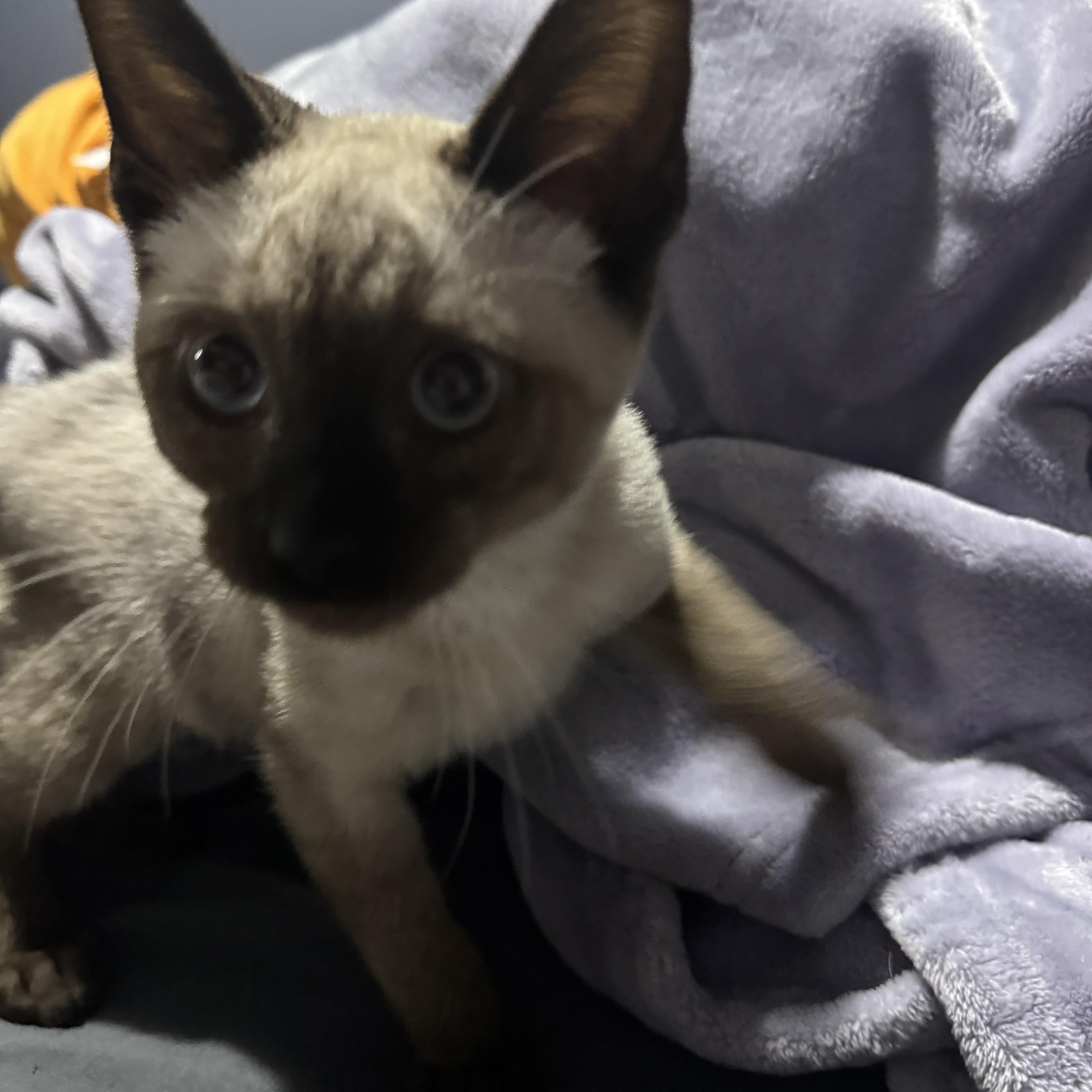 Enlarge Prince, a Adoptable Applehead Siamese in Los Angeles, CA image 2/2