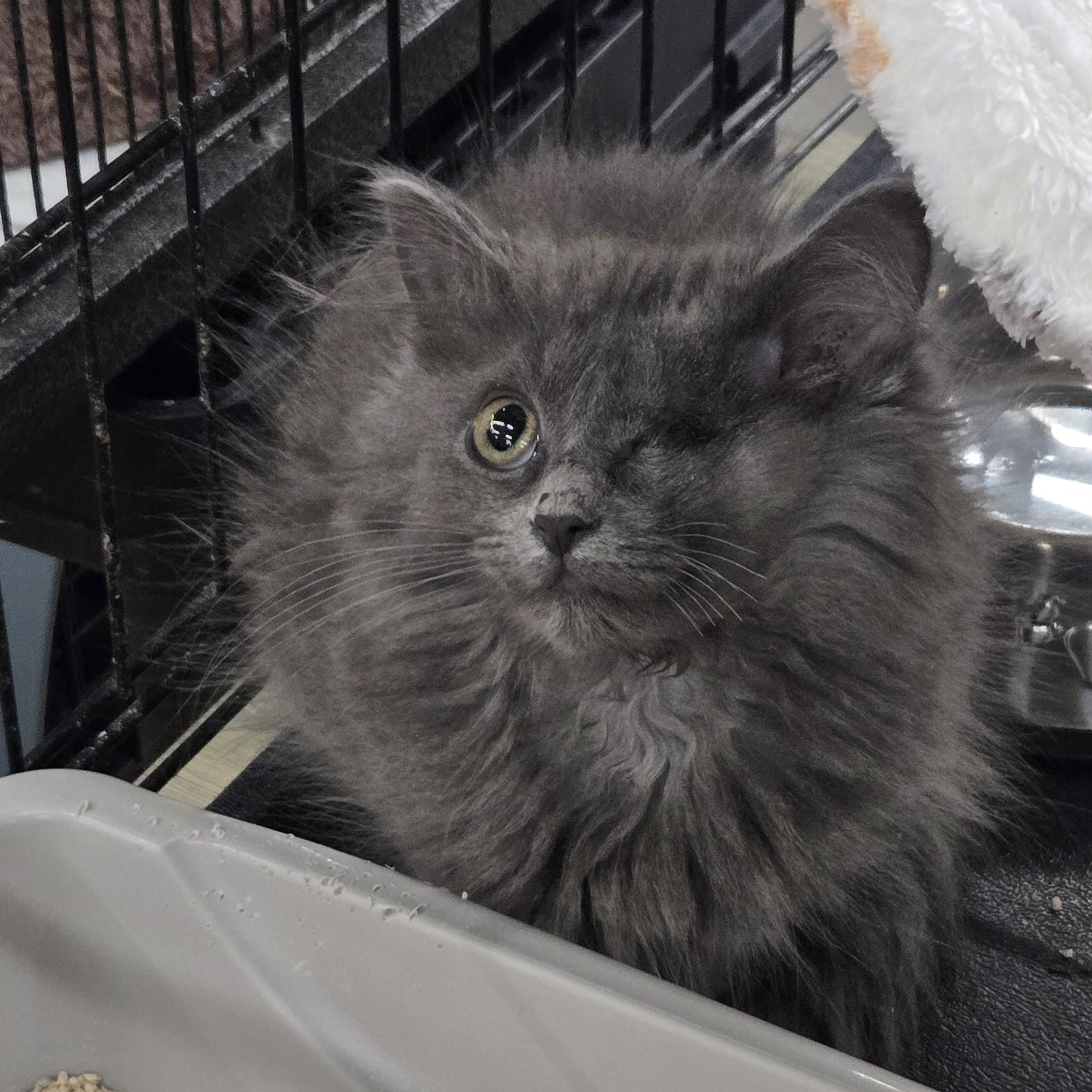 Enlarge Mack, an adopted Domestic Long Hair in Beulah, MI image 1/1