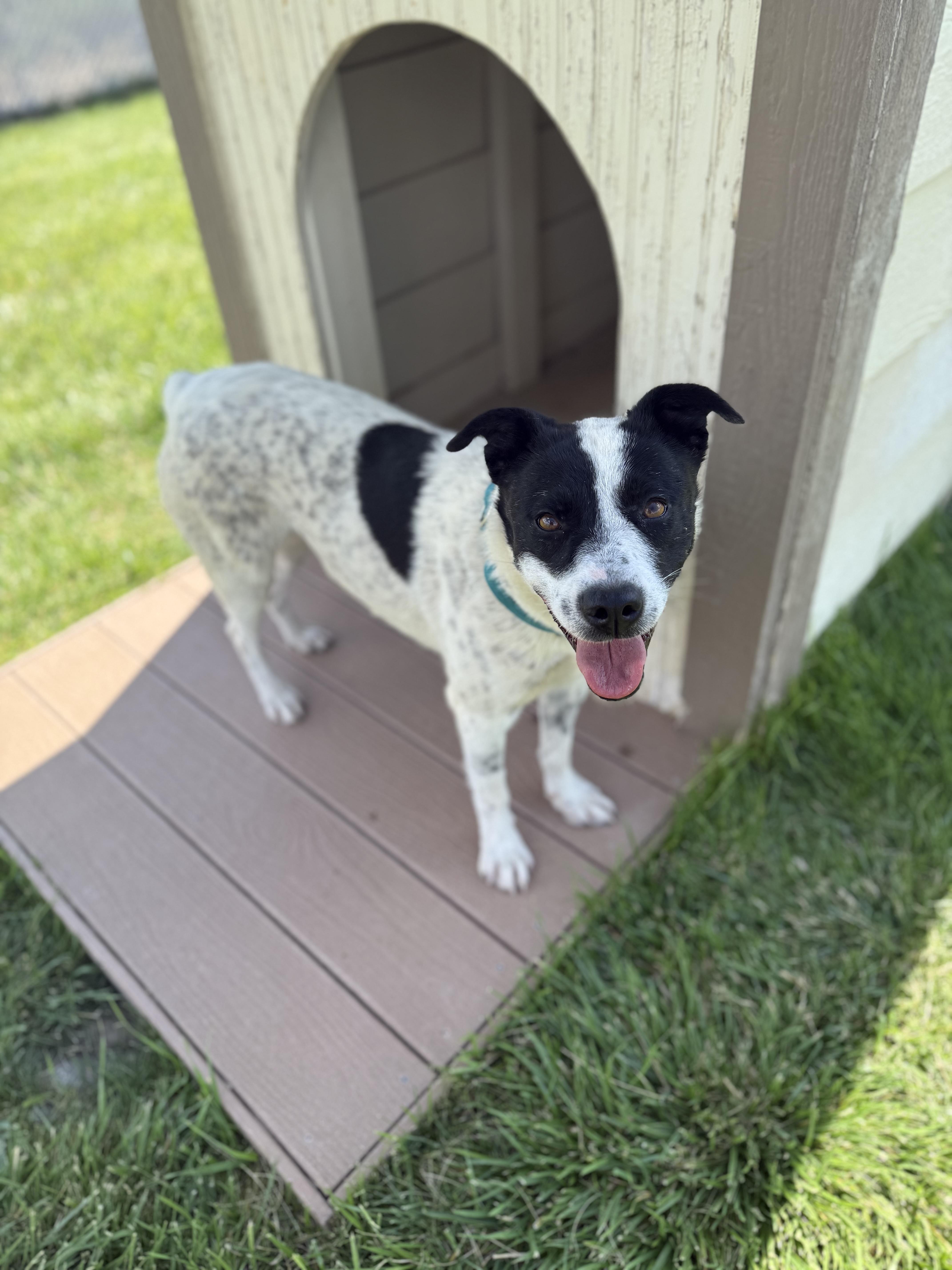 Topanga, an adoptable mixed breed in Eagle, CO image 2/6