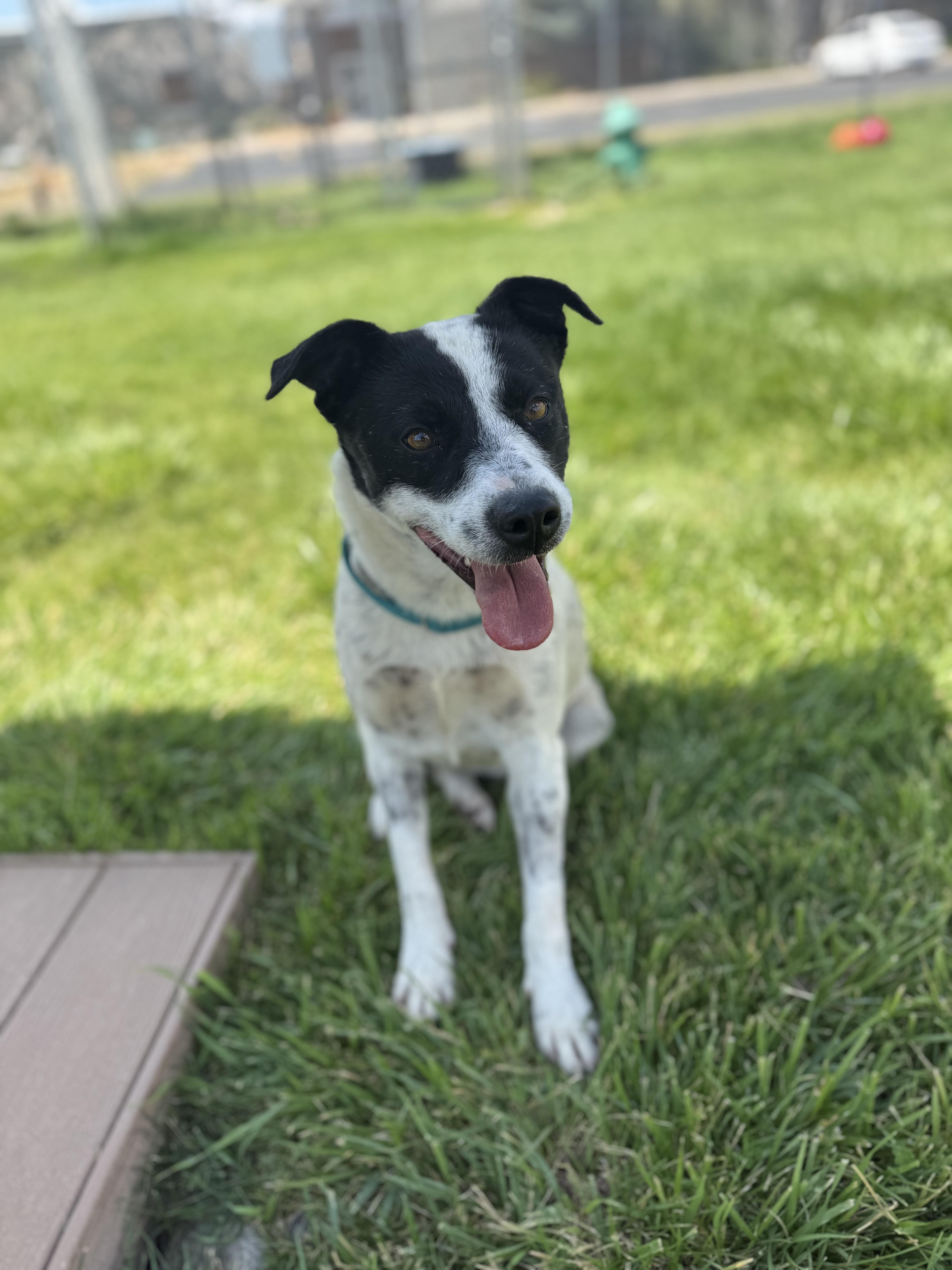 Topanga, an adoptable mixed breed in Eagle, CO image 3/6