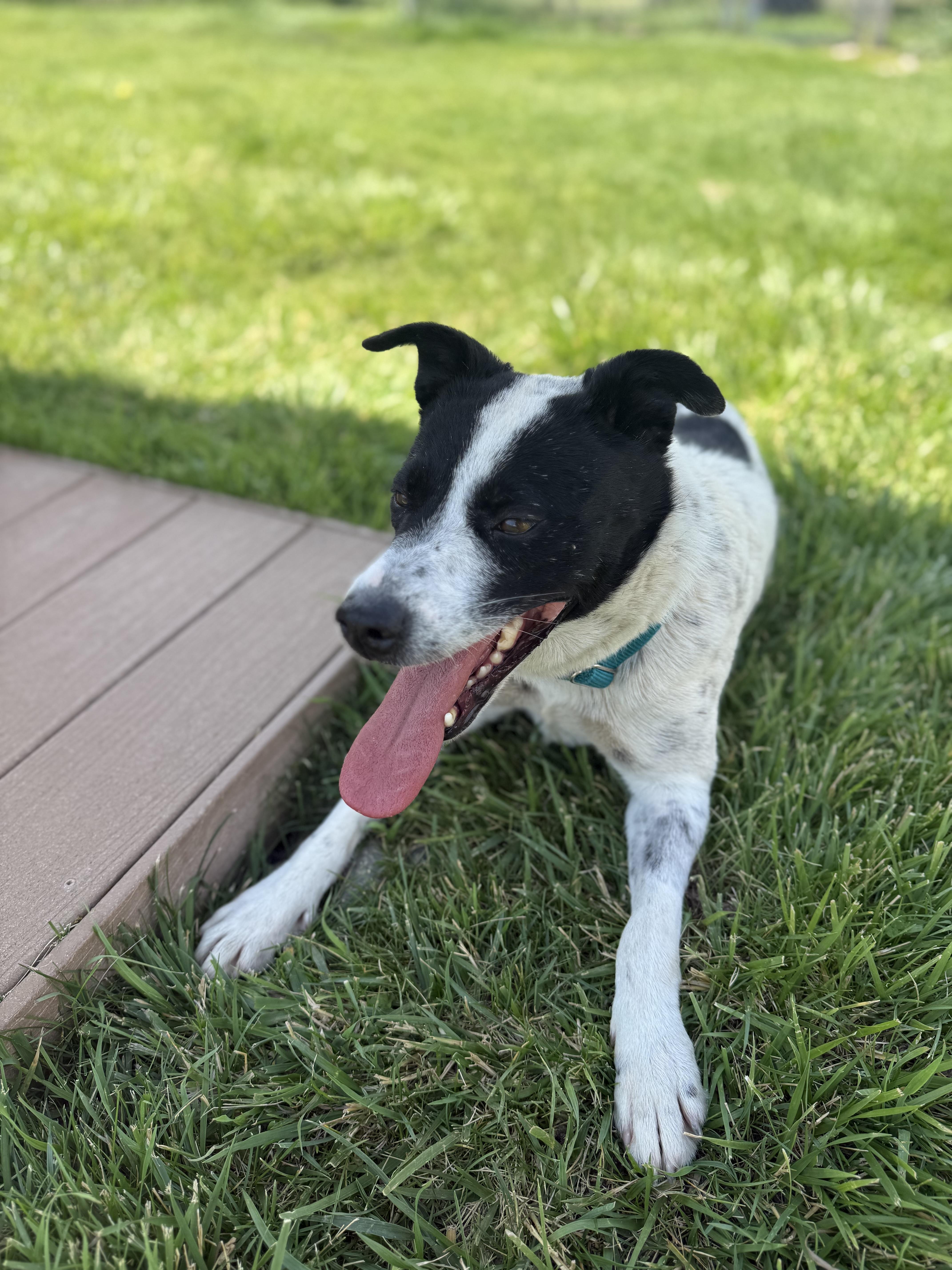 Topanga, an adoptable mixed breed in Eagle, CO image 6/6