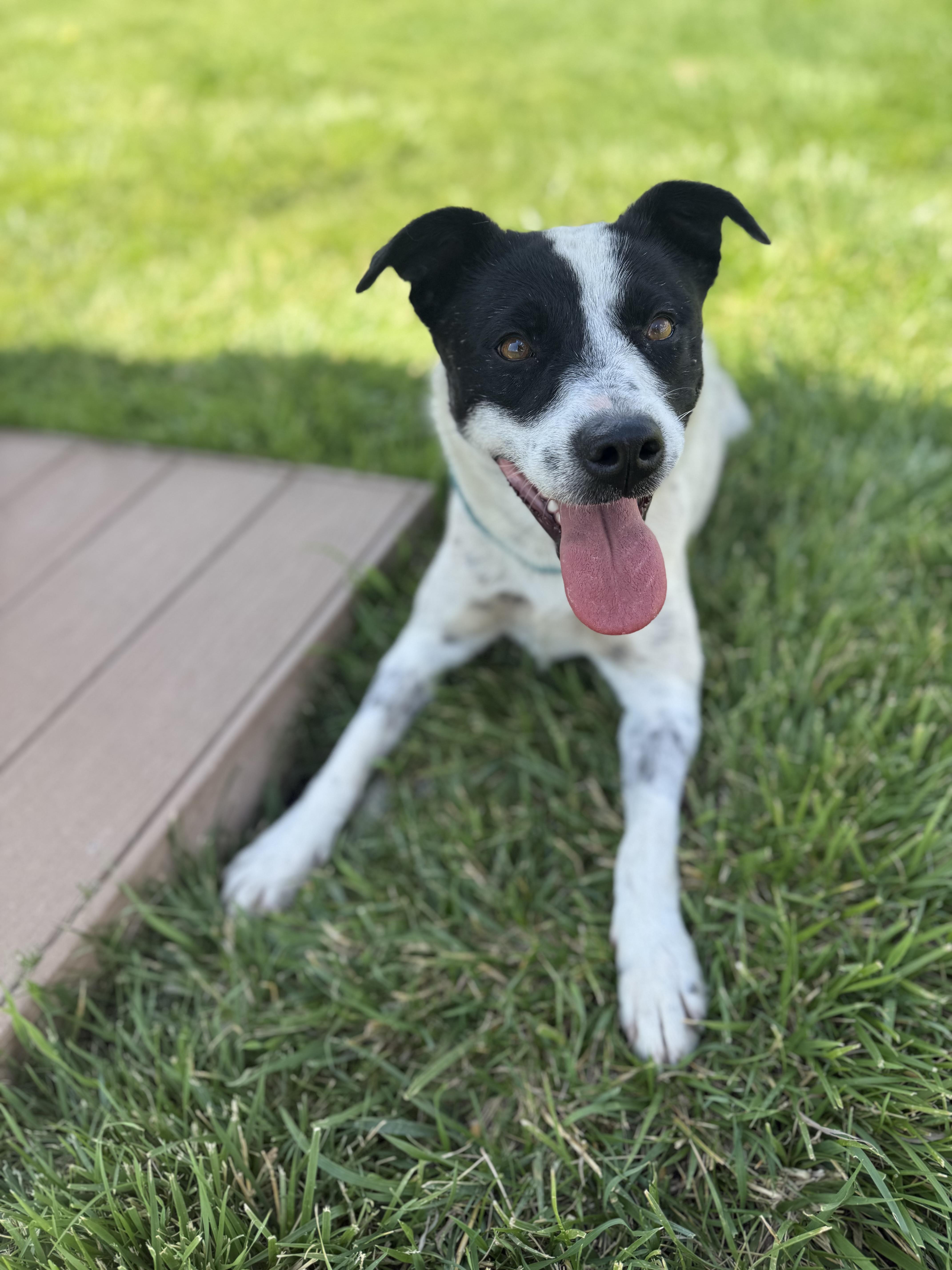 Topanga, an adoptable mixed breed in Eagle, CO image 1/6