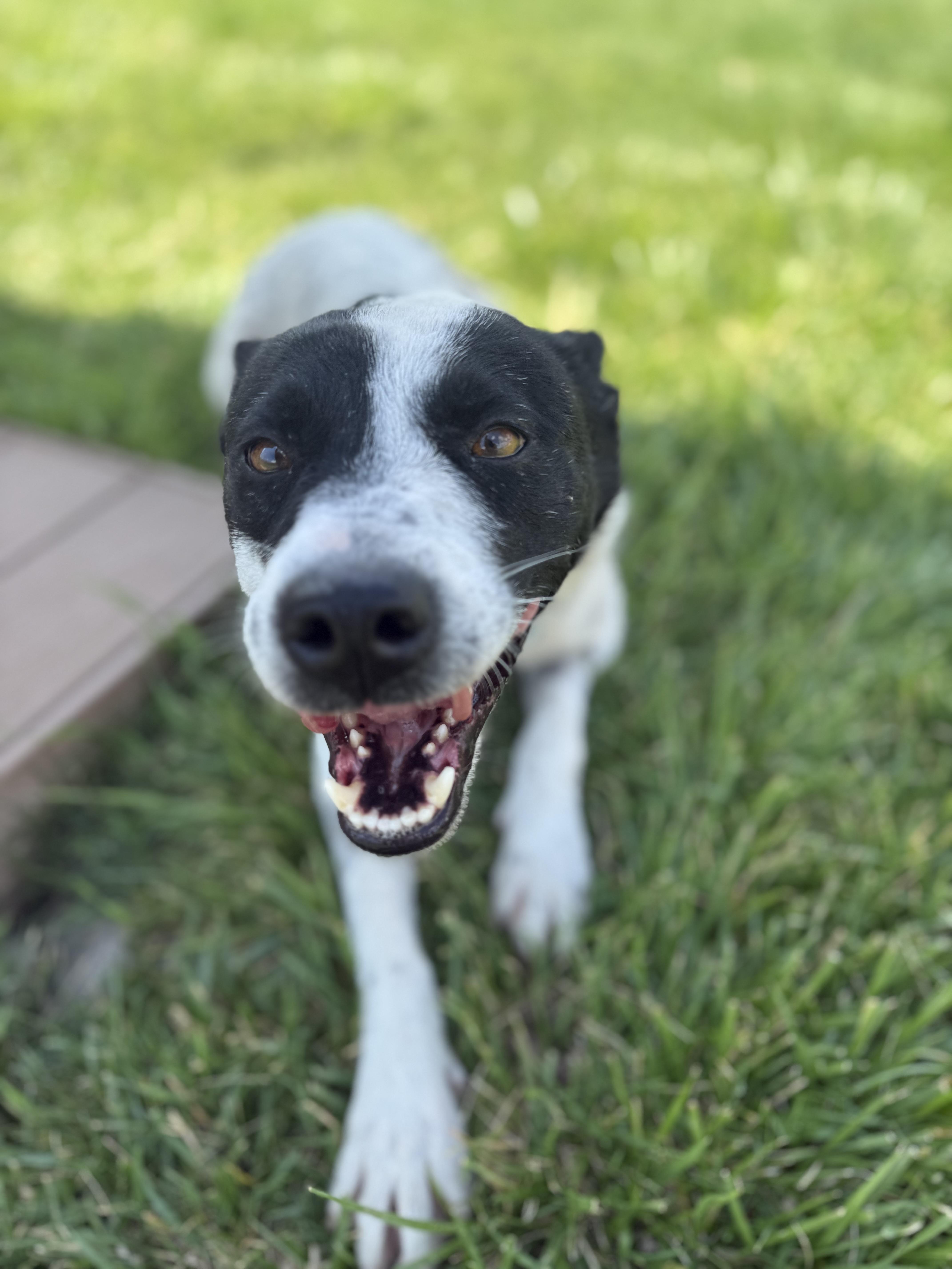 Topanga, an adoptable mixed breed in Eagle, CO image 4/6