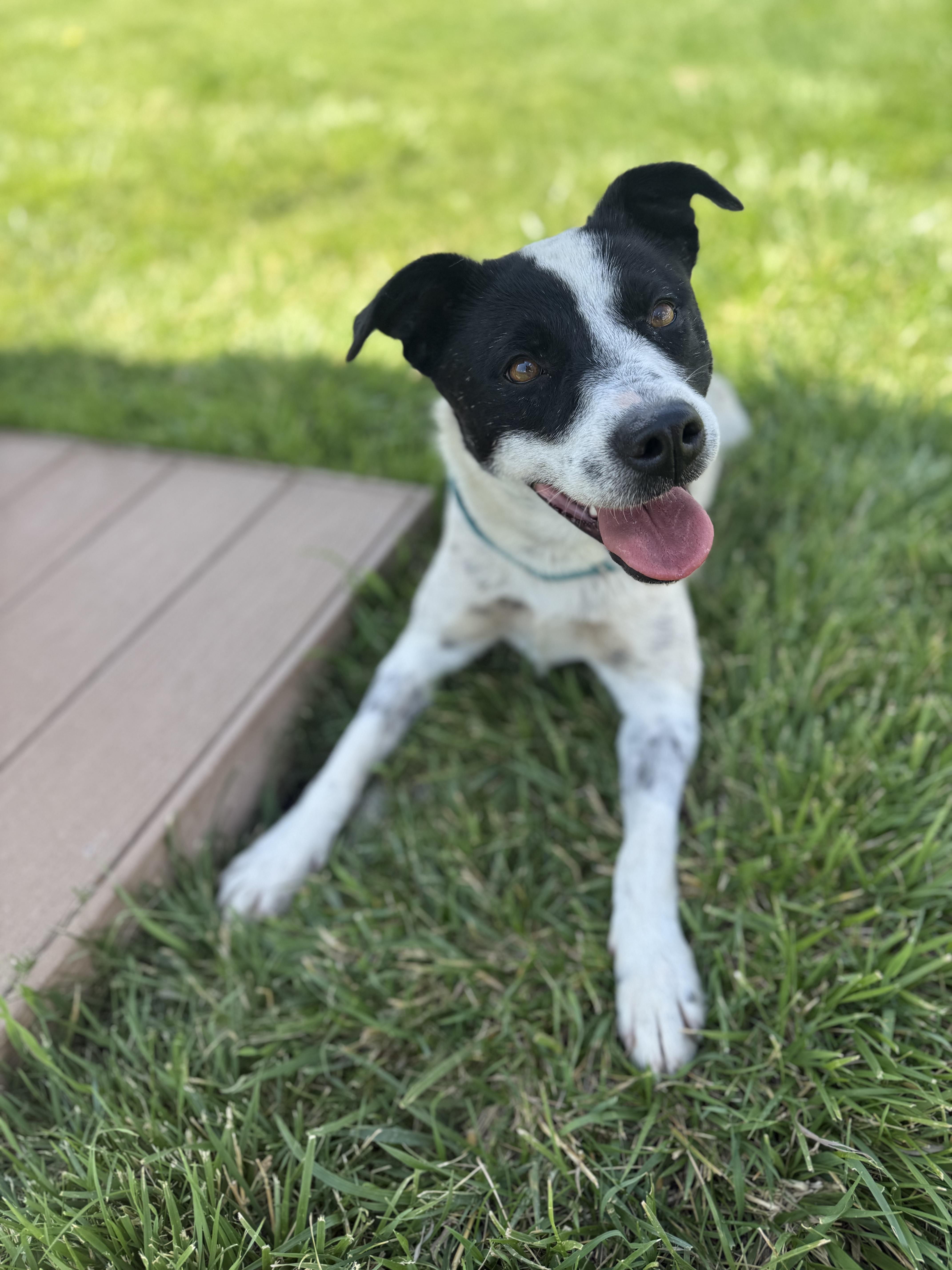Topanga, an adoptable mixed breed in Eagle, CO image 5/6