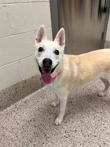 ESTRELLA, Adoptable, Adult Female Siberian Husky.