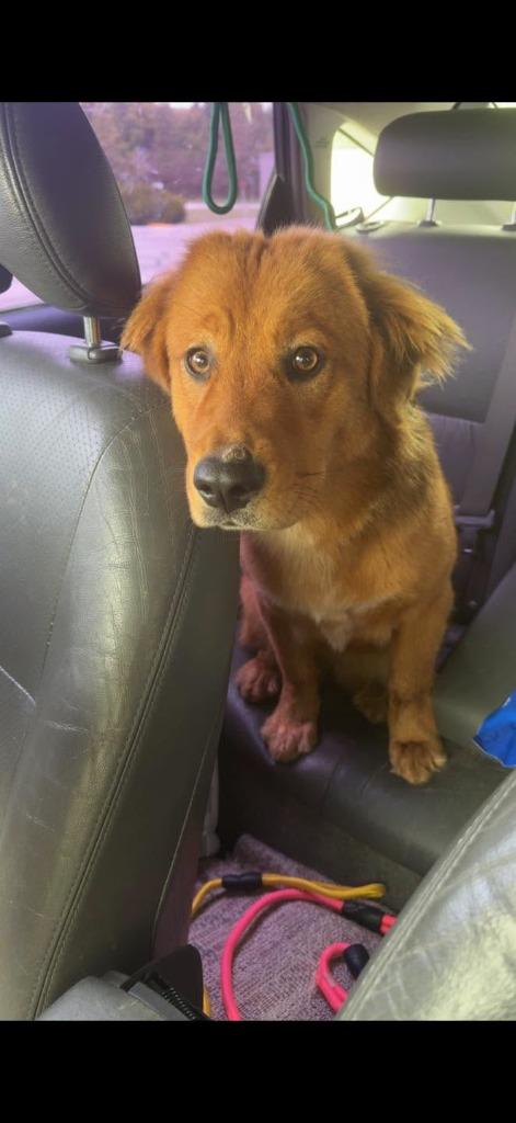 Rune, Adoptable, Young Female Labrador Retriever.