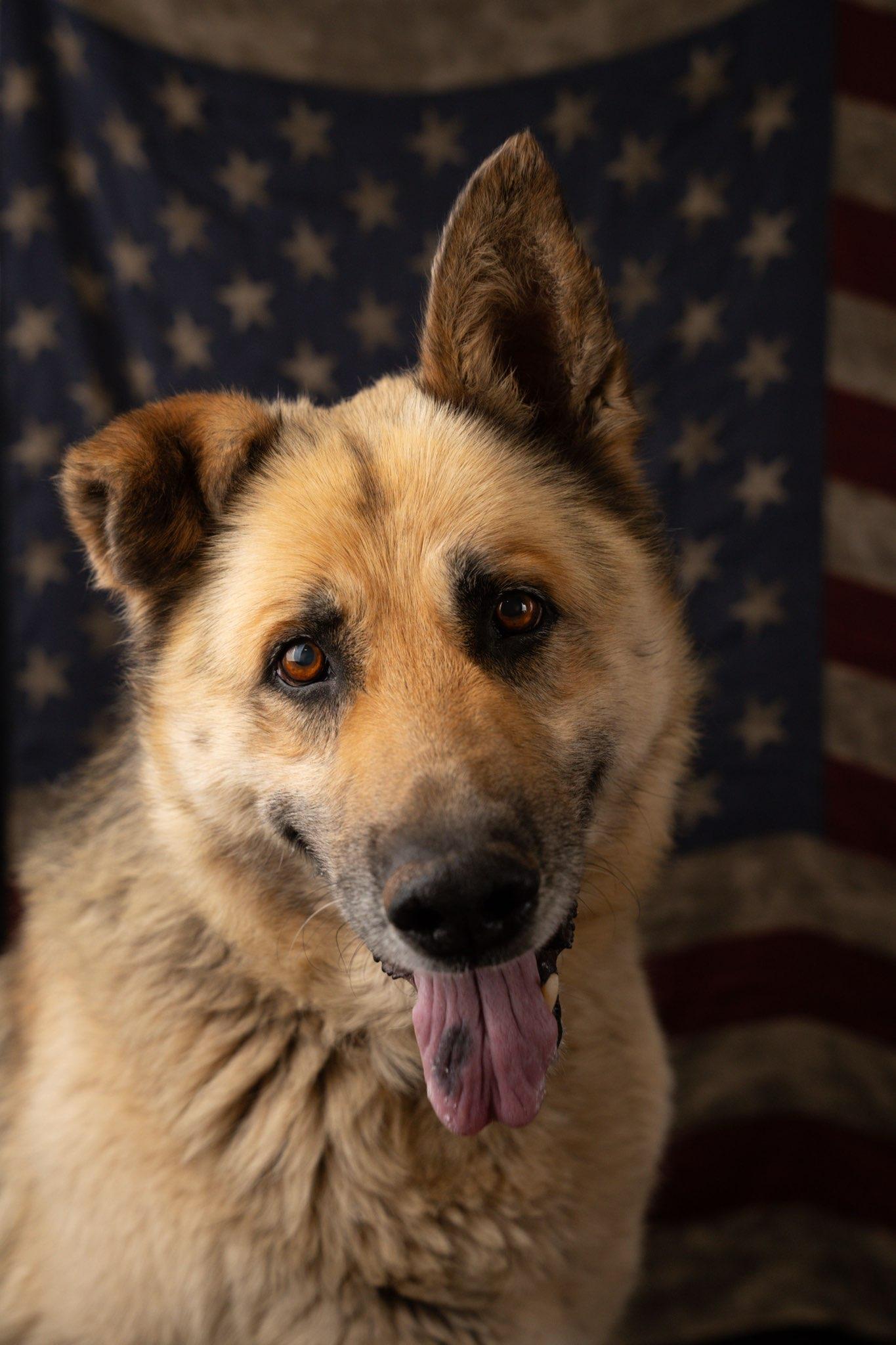 Crock, ADOPTABLE, Senior Male German Shepherd Dog.