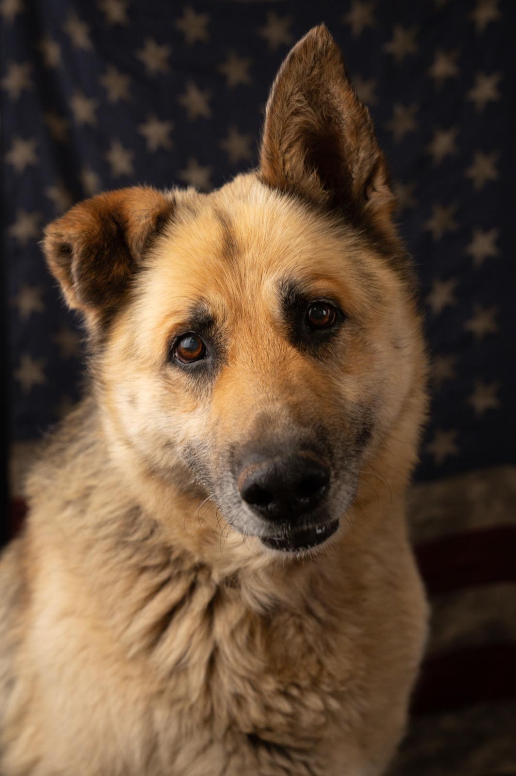 Crock, a ADOPTABLE German Shepherd Dog in Wilkesboro, NC image 4/5