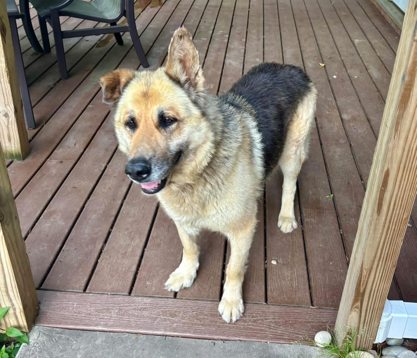 Crock, ADOPTABLE, Senior Male German Shepherd Dog.