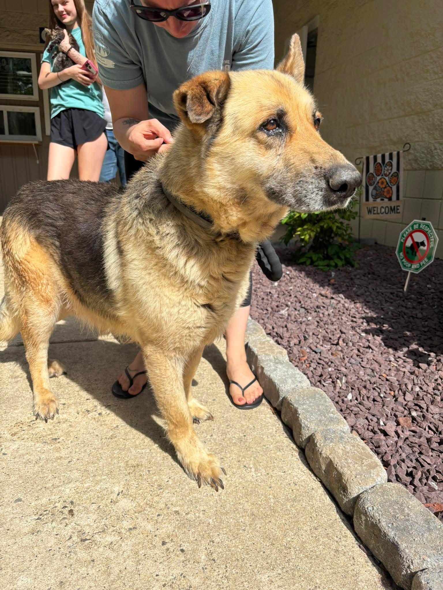Enlarge Crock, a ADOPTABLE German Shepherd Dog in Wilkesboro, NC image 2/2