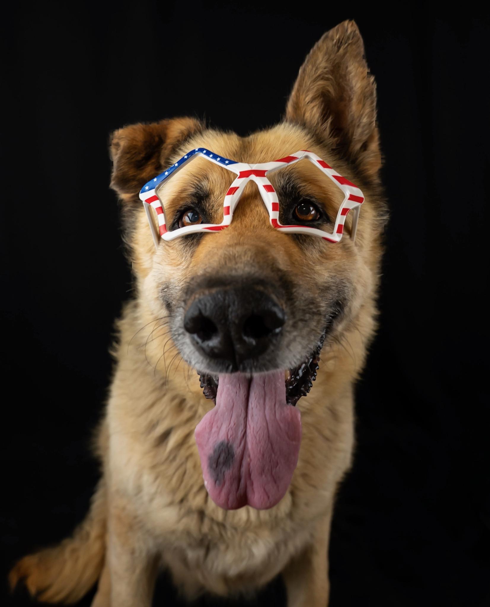 Crock, Adoptable, Senior Male German Shepherd Dog.