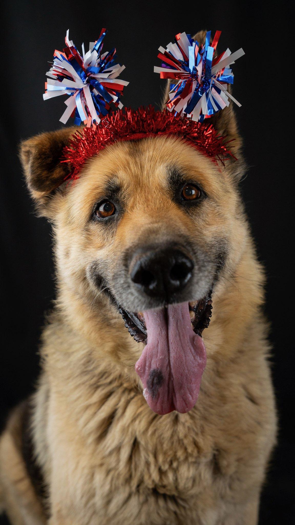 Crock, a ADOPTABLE German Shepherd Dog in Wilkesboro, NC image 3/5