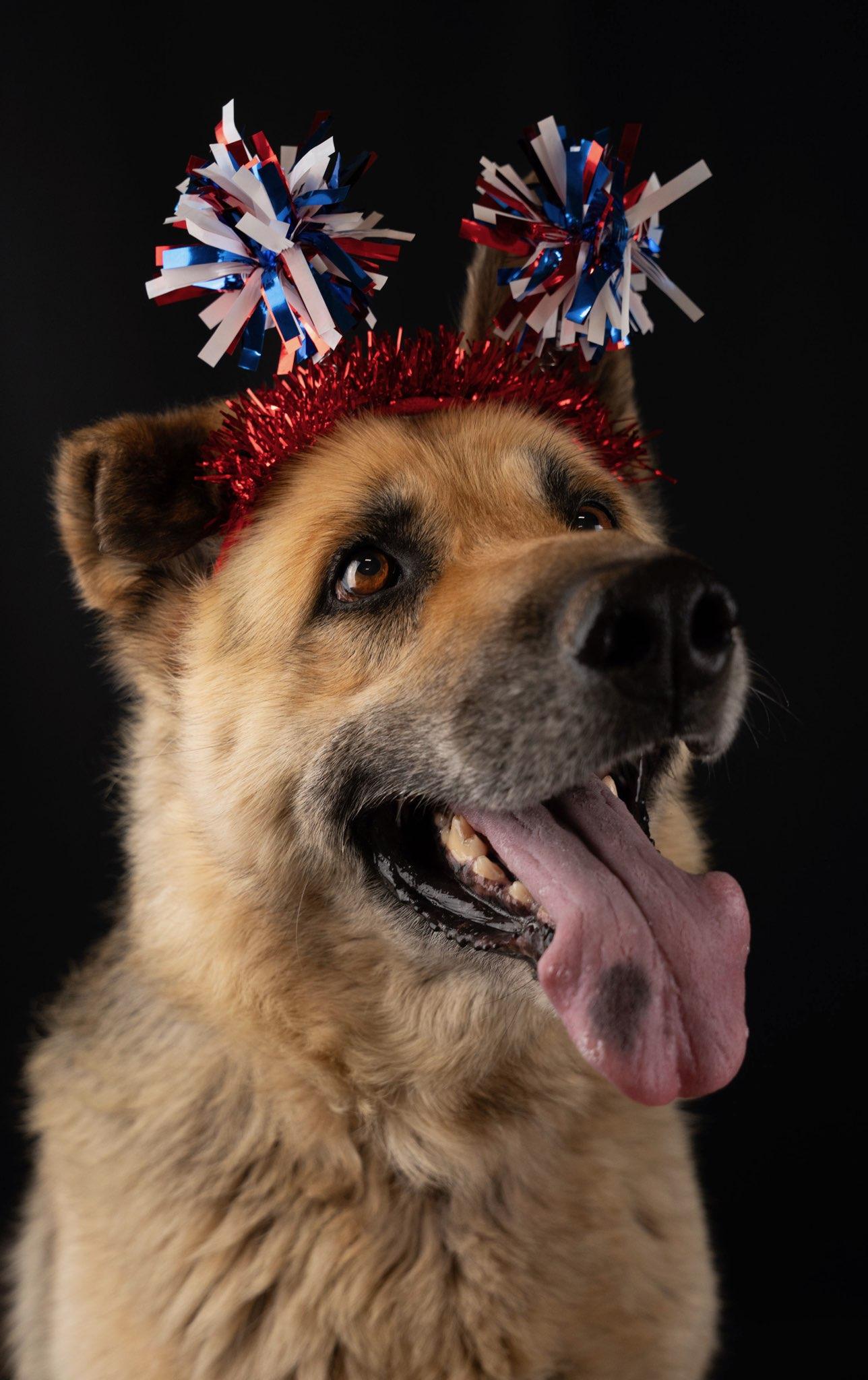 Crock, a ADOPTABLE German Shepherd Dog in Wilkesboro, NC image 5/5