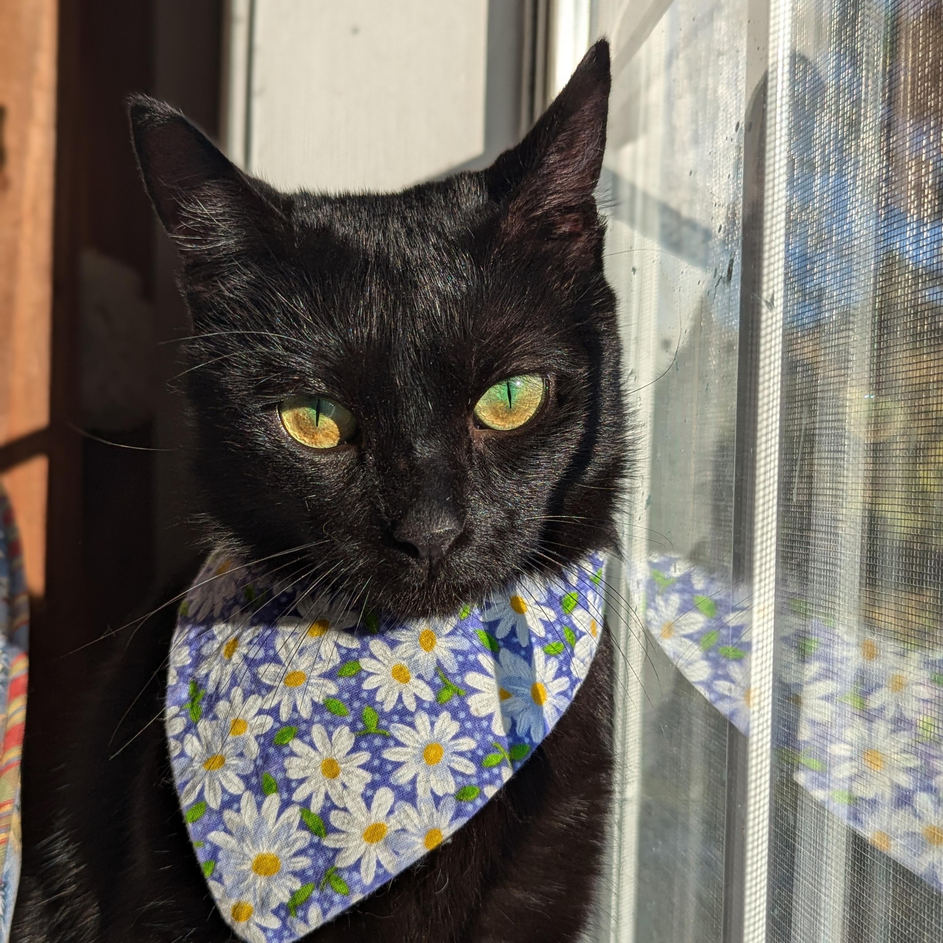 Enlarge Tinkie (A Little Sass, A Lot of Sweet), a ADOPTABLE mixed breed in Decatur, GA image 2/6