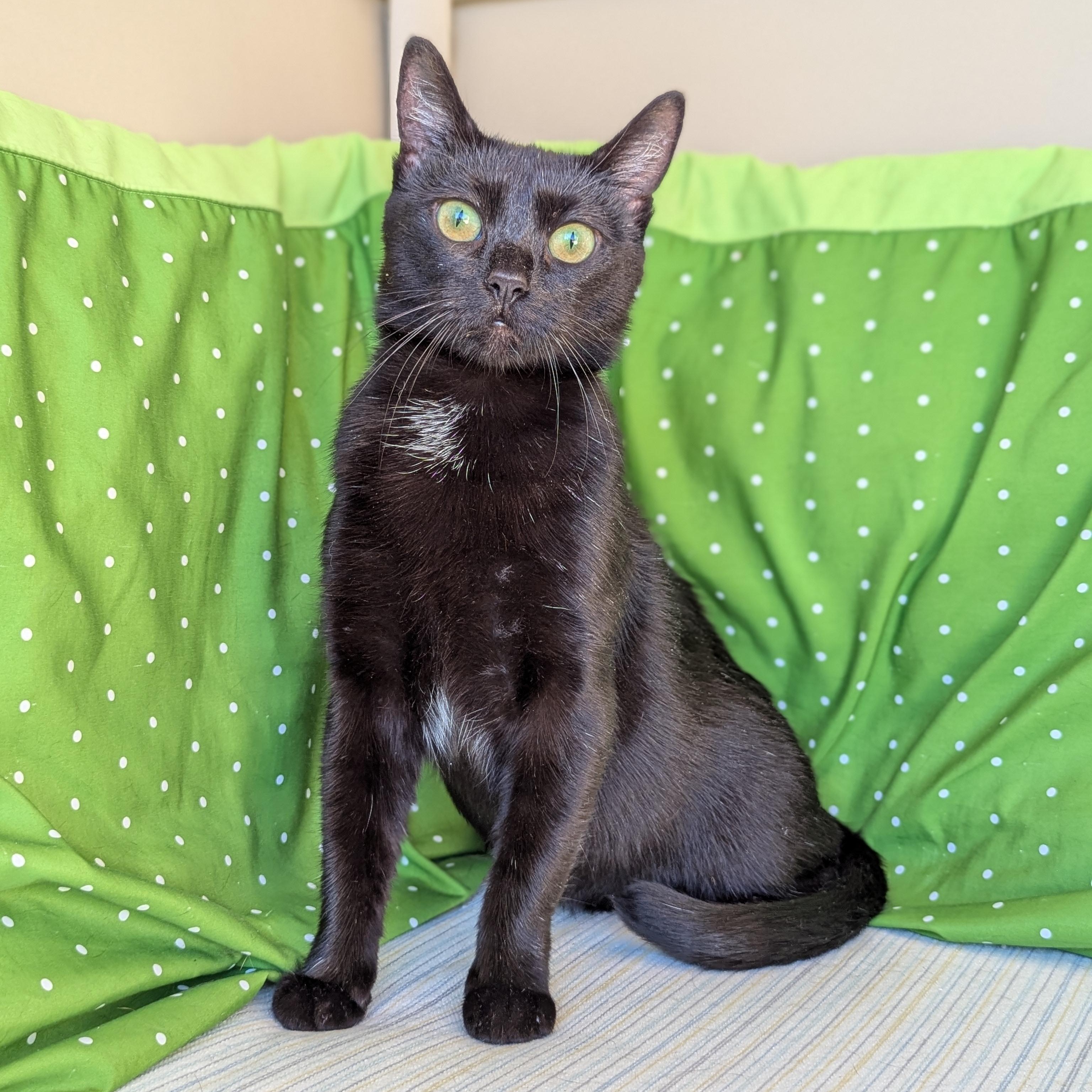 Enlarge Tinkie (A Little Sass, A Lot of Sweet), a ADOPTABLE mixed breed in Decatur, GA image 4/6