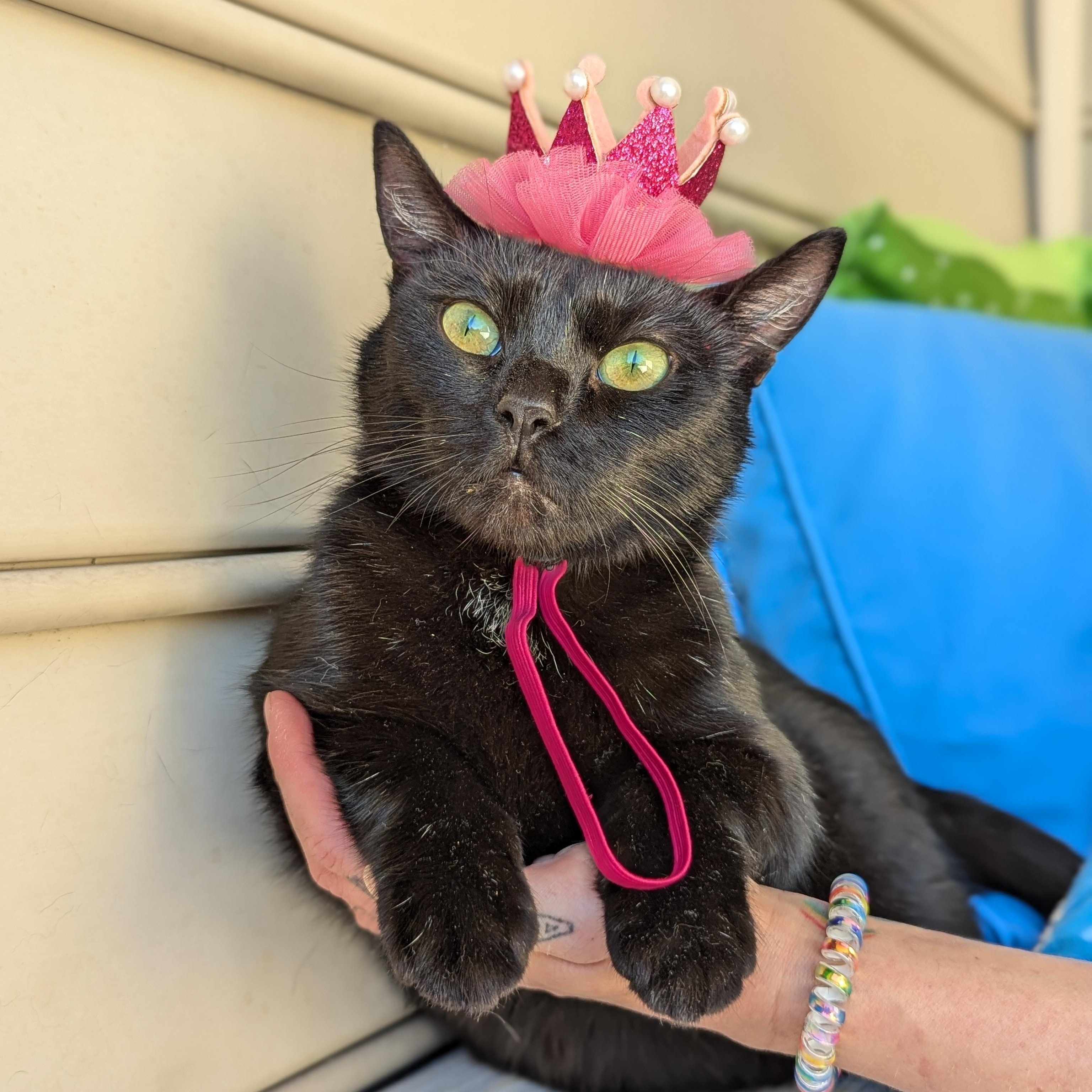 Tinkie (A Little Sass, A Lot of Sweet), ADOPTABLE, Adult Female Bombay & Domestic Short Hair.