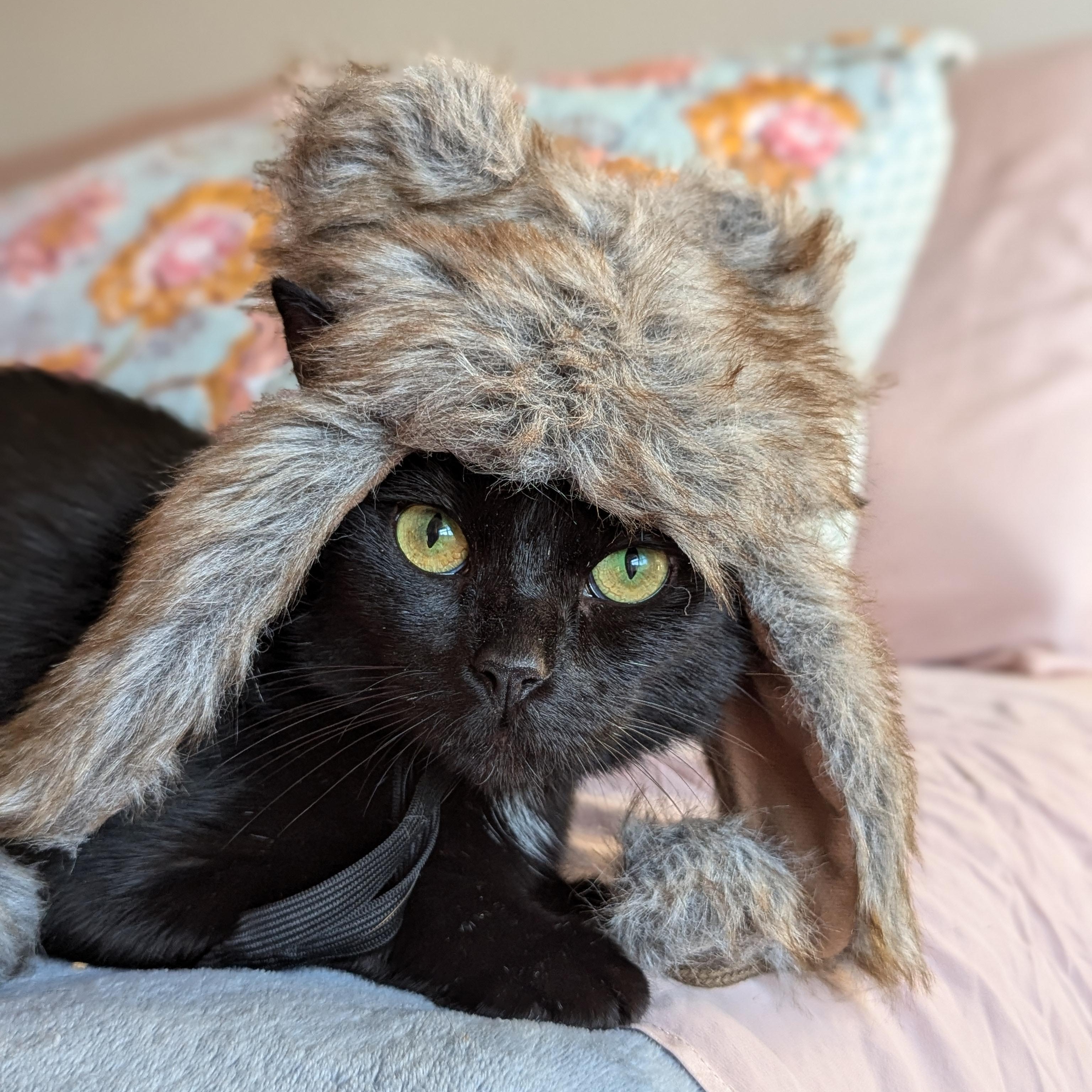 Enlarge Tinkie (A Little Sass, A Lot of Sweet), a ADOPTABLE mixed breed in Decatur, GA image 6/6