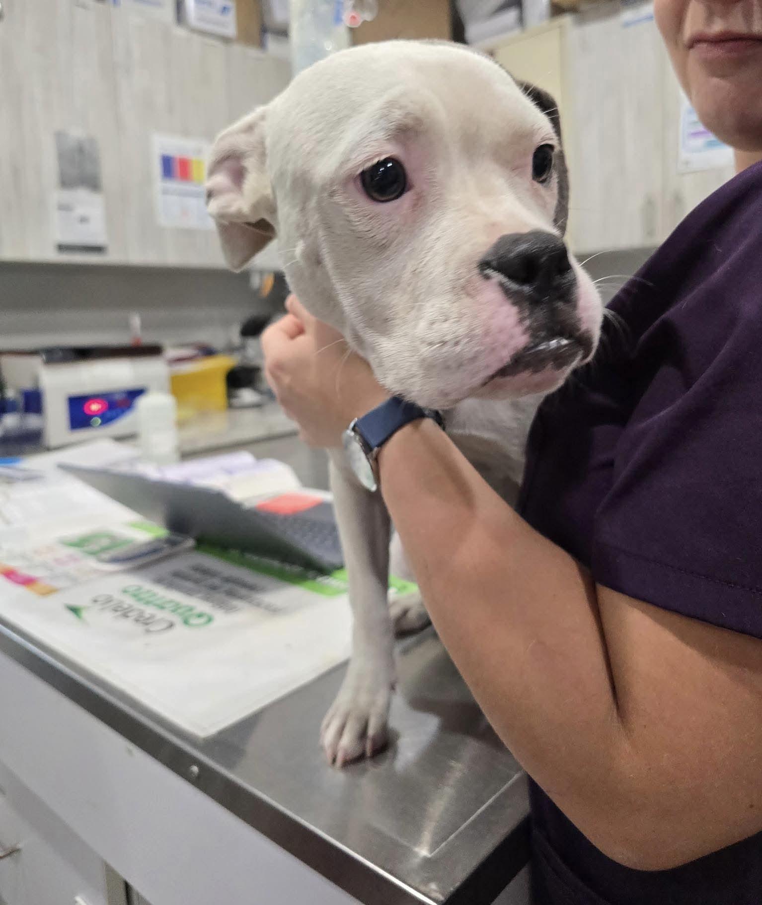 Enlarge Reese, a Adoptable mixed breed in Jackson , NJ image 3/3