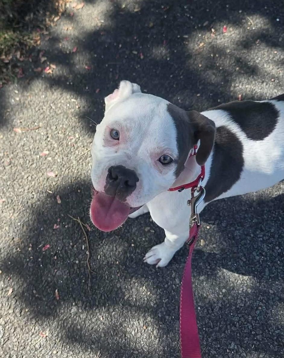 Enlarge Reese, a Adoptable mixed breed in Jackson , NJ image 2/3