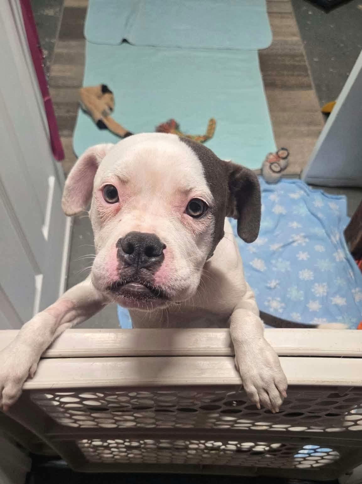 Reese, Adoptable, Puppy Female Boxer & Pit Bull Terrier.