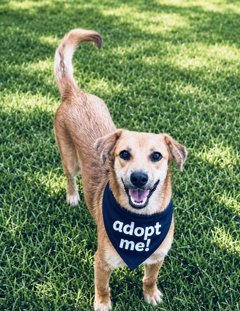 Goldie , a ADOPTABLE mixed breed in Boston, MA image 2/6
