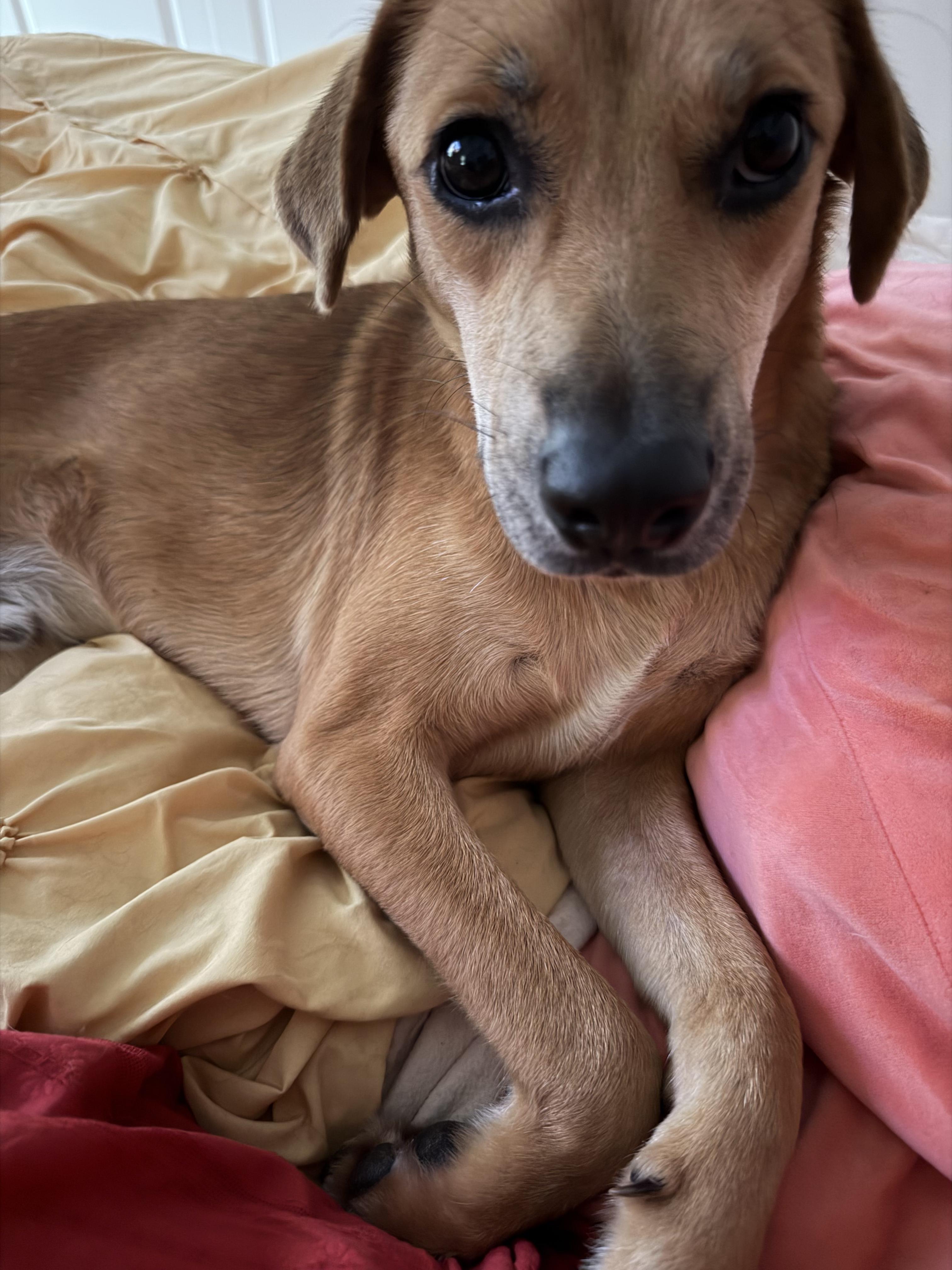 Enlarge Goldie , a Adoptable mixed breed in Boston, MA image 6/6