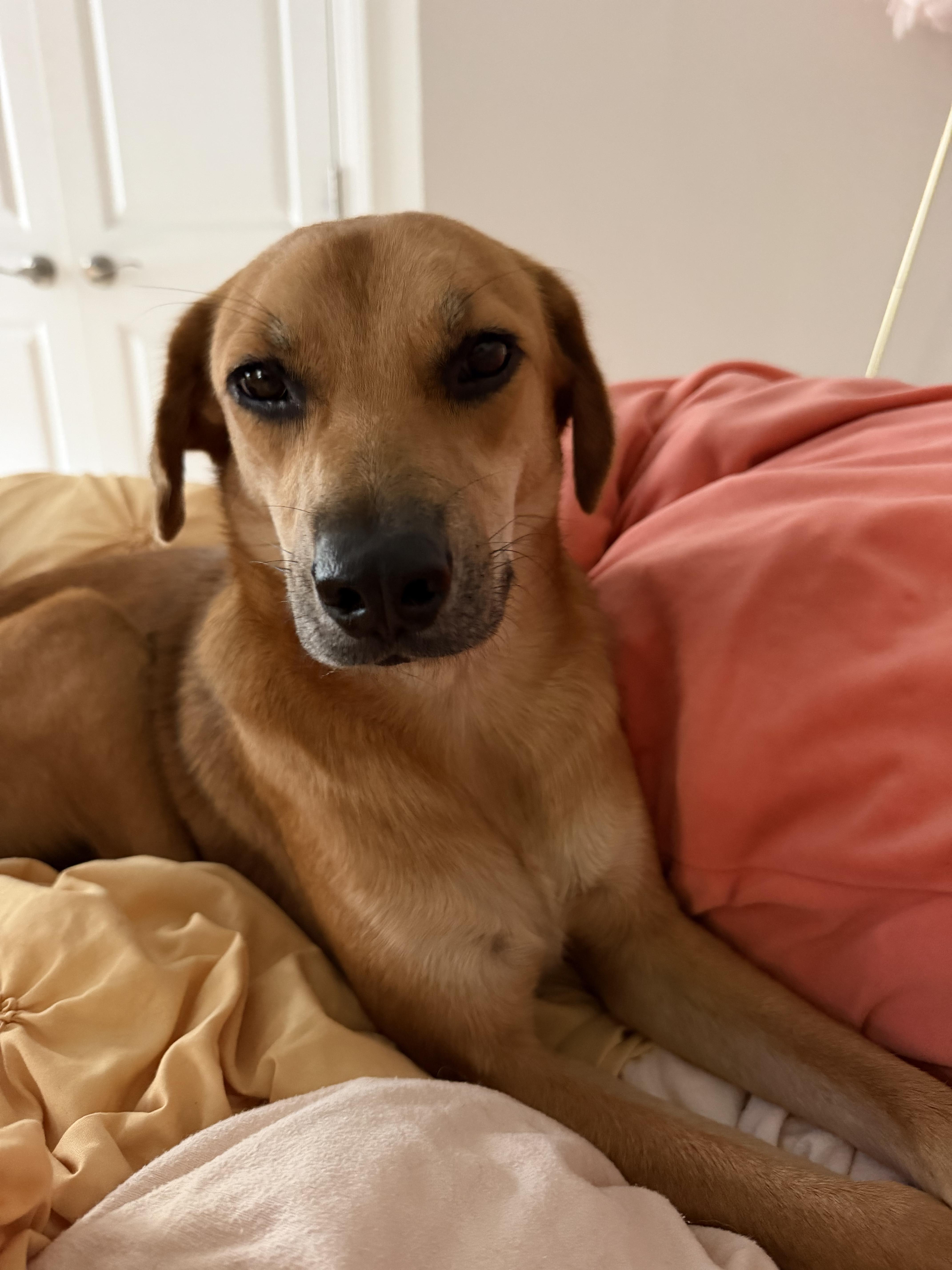 Goldie , Adoptable, Young Male Golden Retriever & Chihuahua.