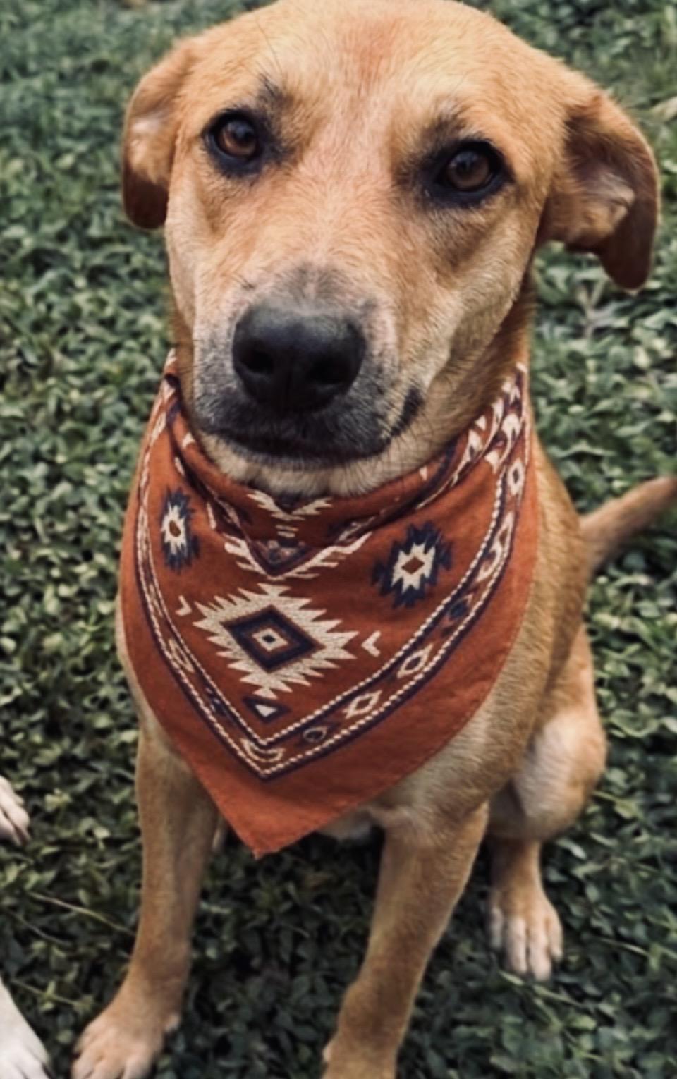 Enlarge Goldie , a Adoptable mixed breed in Boston, MA image 3/6