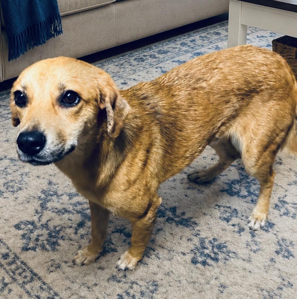 Goldie , a ADOPTABLE mixed breed in Boston, MA image 4/6