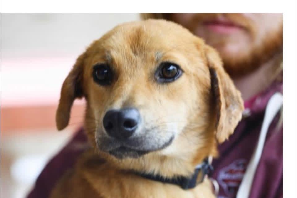 Enlarge Goldie , a ADOPTABLE mixed breed in Boston, MA image 2/4