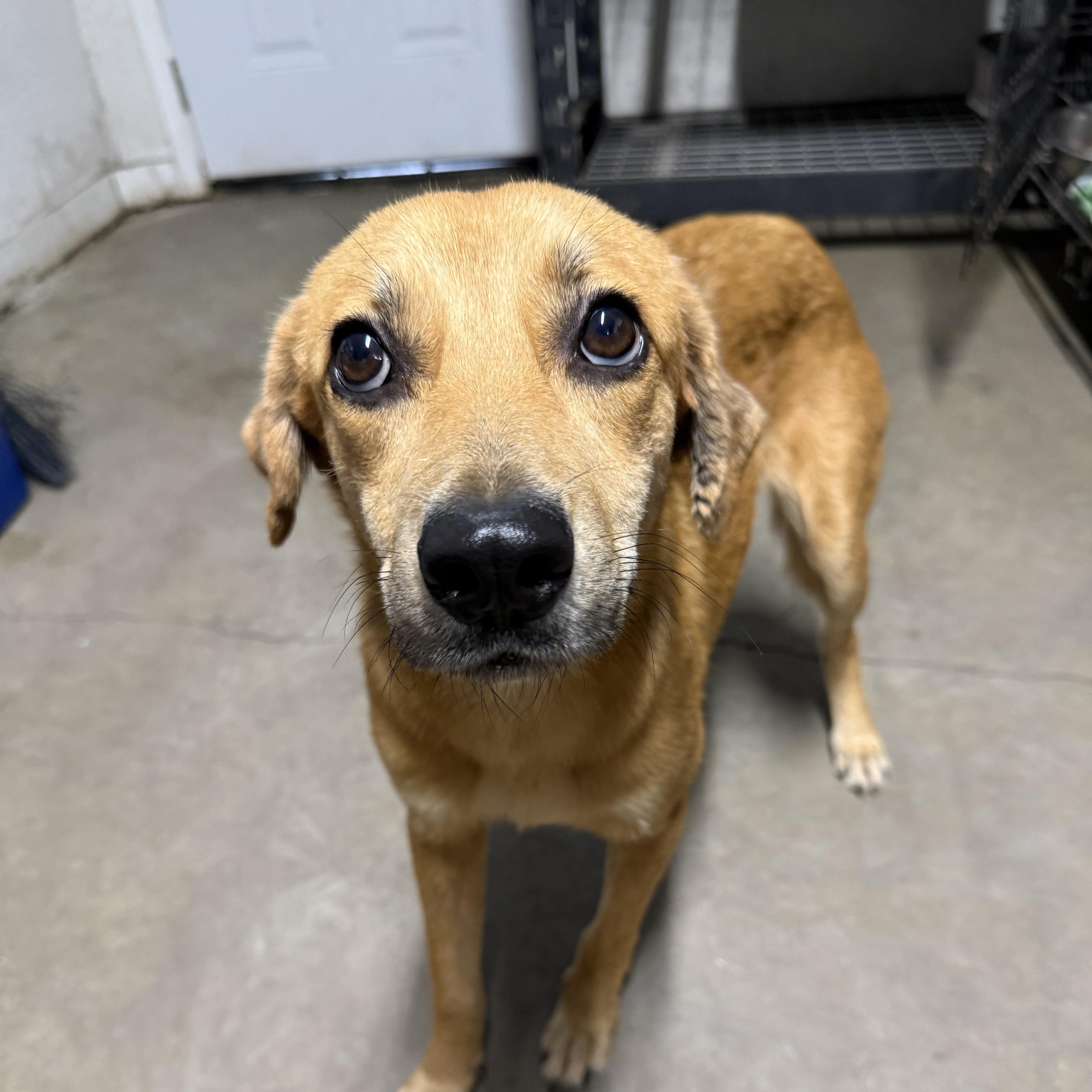 Enlarge Goldie , a Adoptable mixed breed in Boston, MA image 2/6