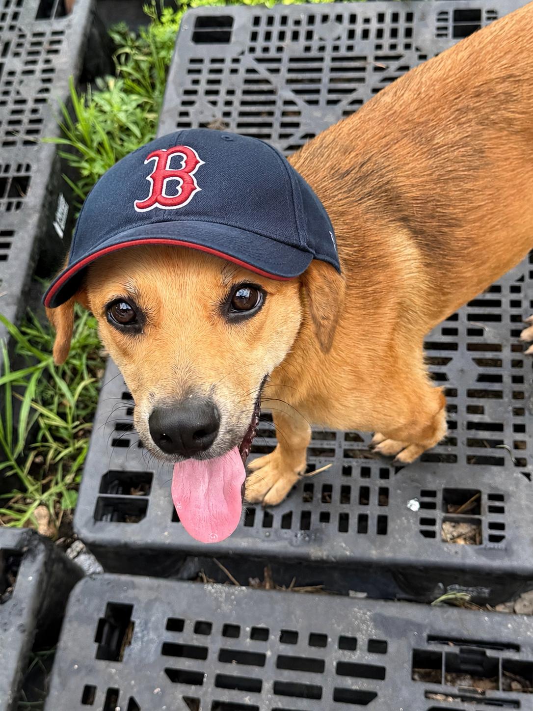 Goldie , ADOPTABLE, Young Male Golden Retriever & Chihuahua.