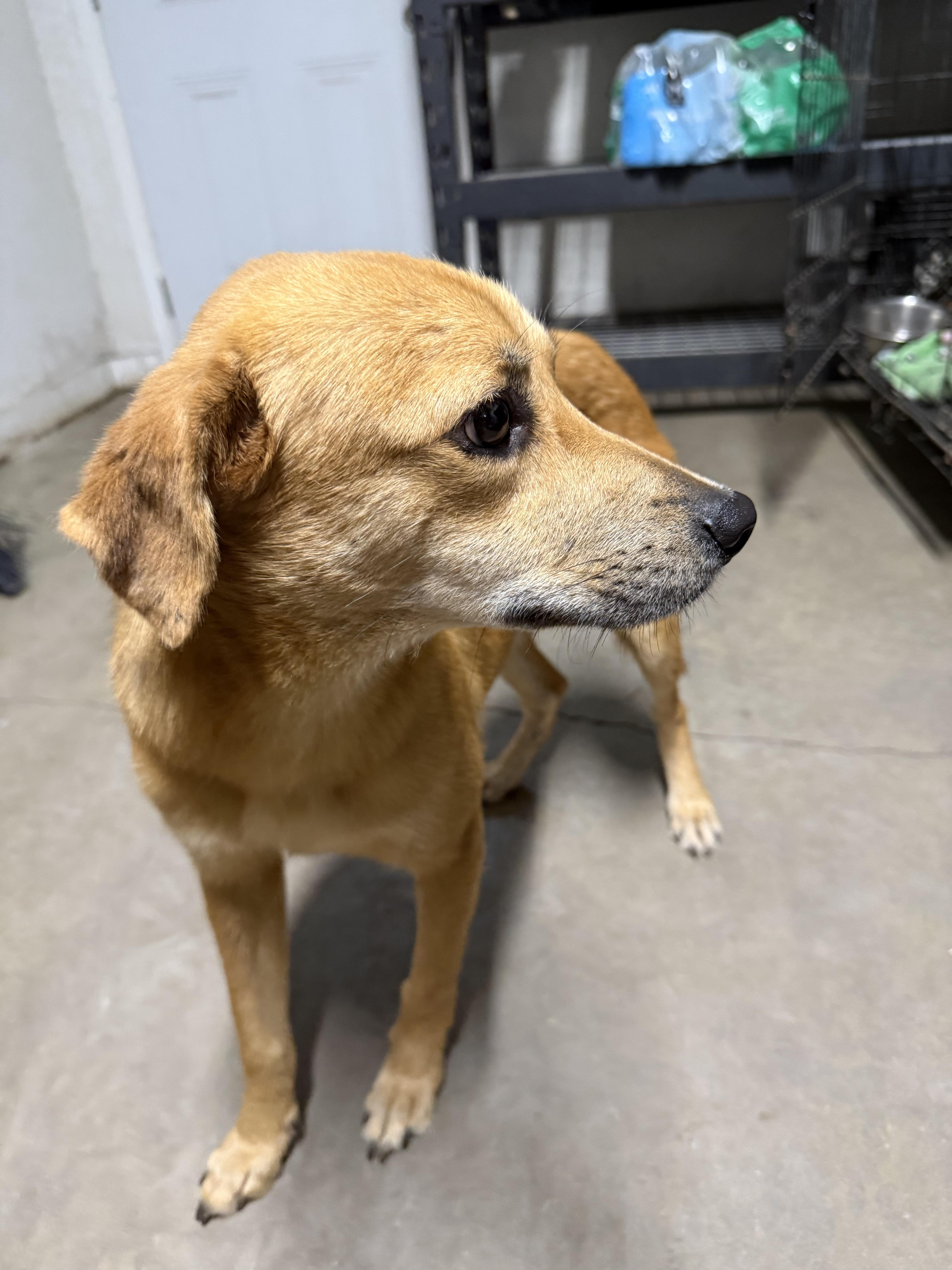 Enlarge Goldie , a ADOPTABLE mixed breed in Boston, MA image 3/4