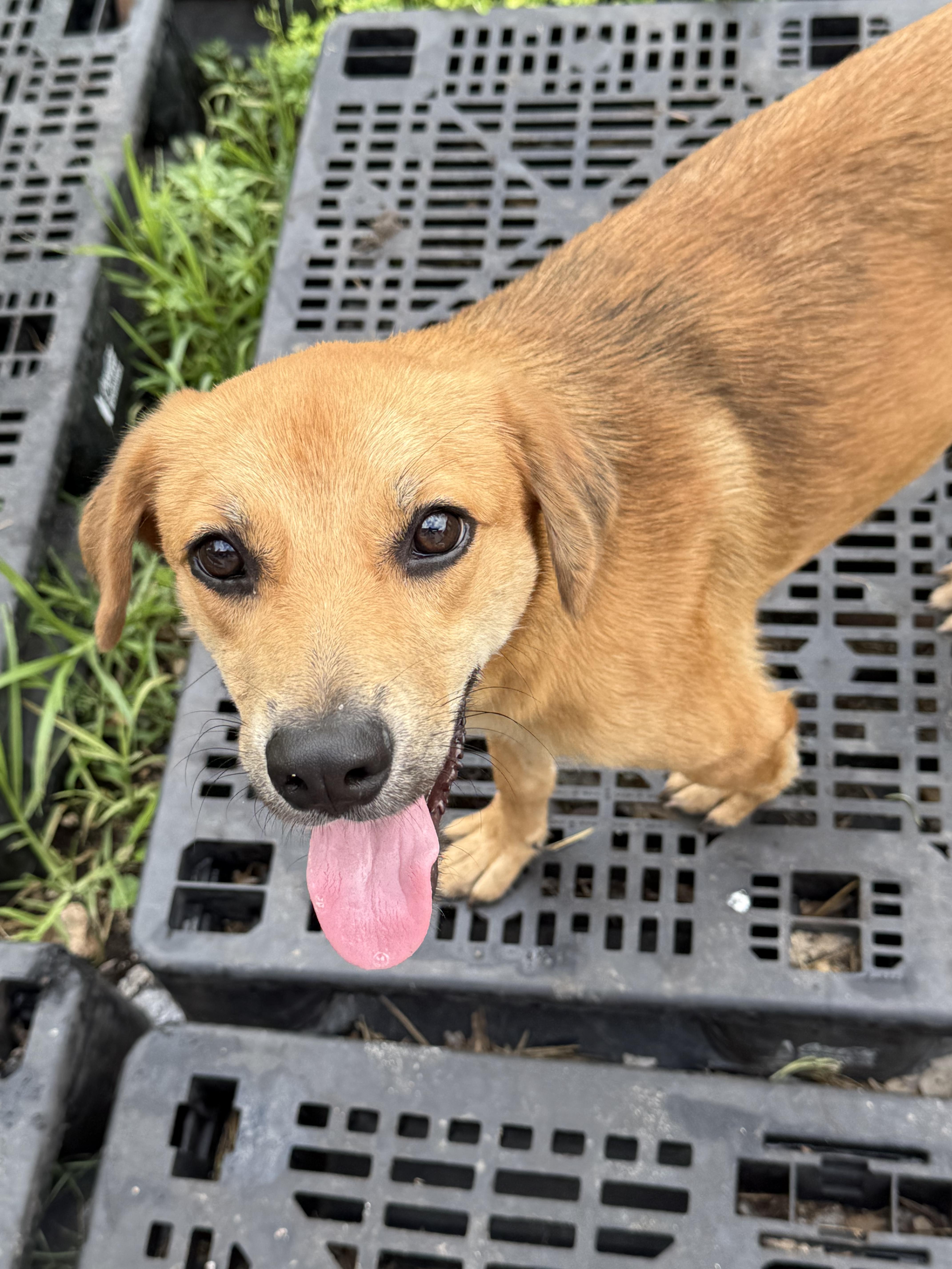 Goldie , a ADOPTABLE mixed breed in Boston, MA image 2/6