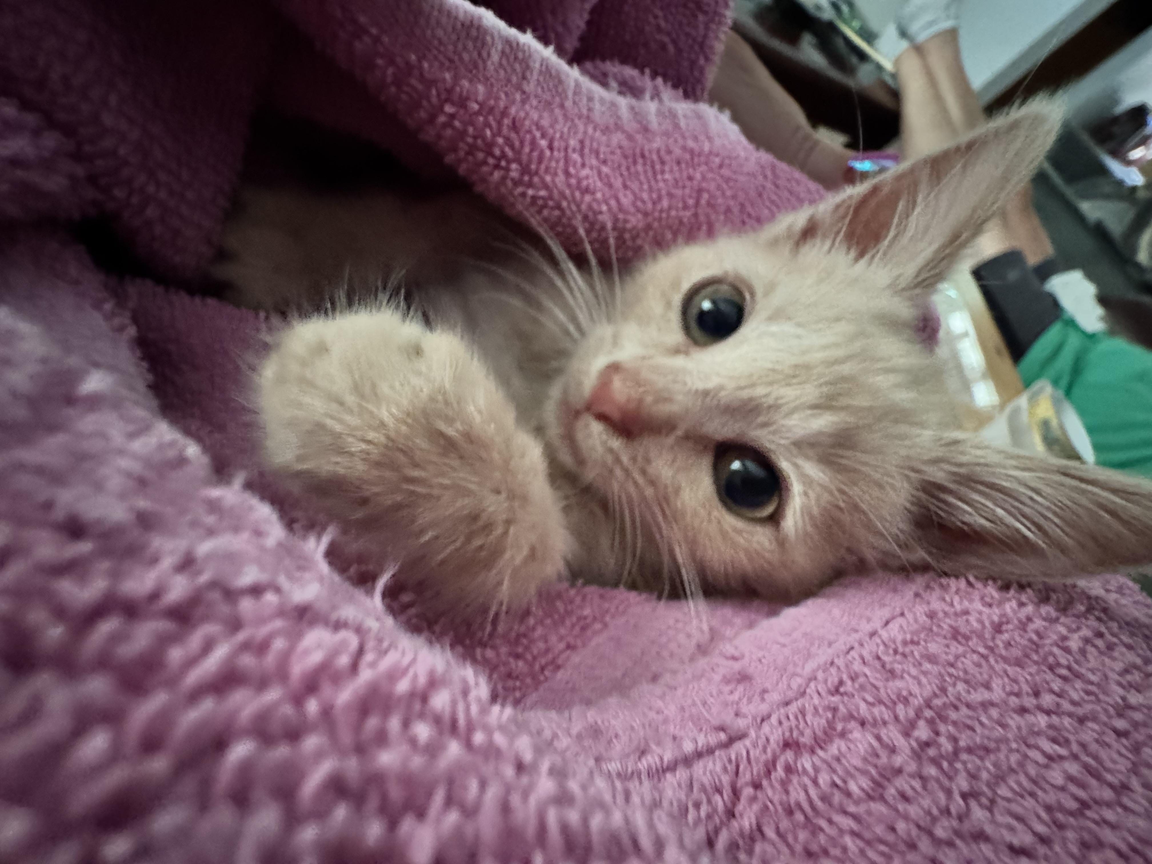Brie, Adopted, Kitten Female American Shorthair.