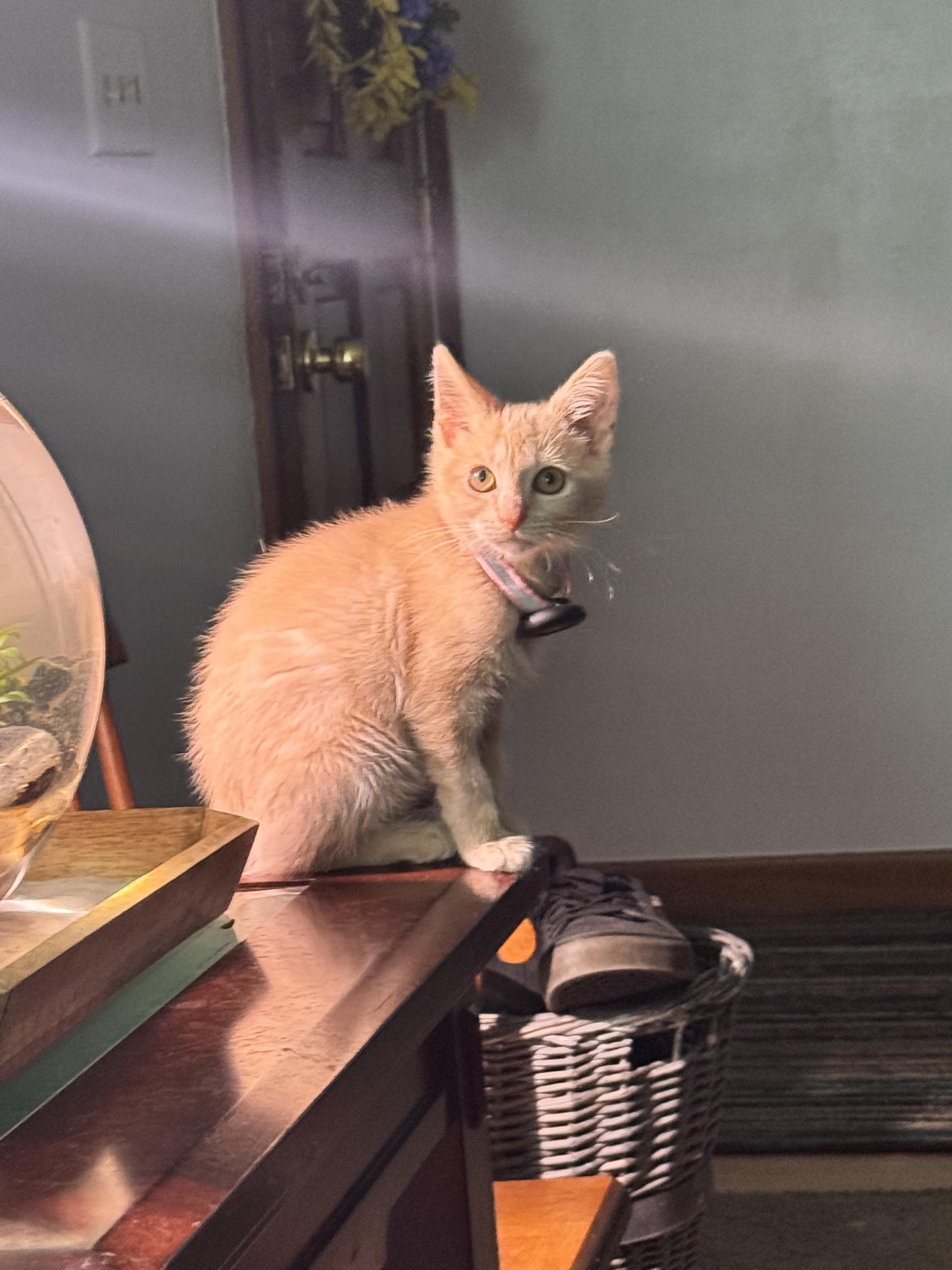 Enlarge Brie, a Adopted mixed breed in Charleston, WV image 5/6