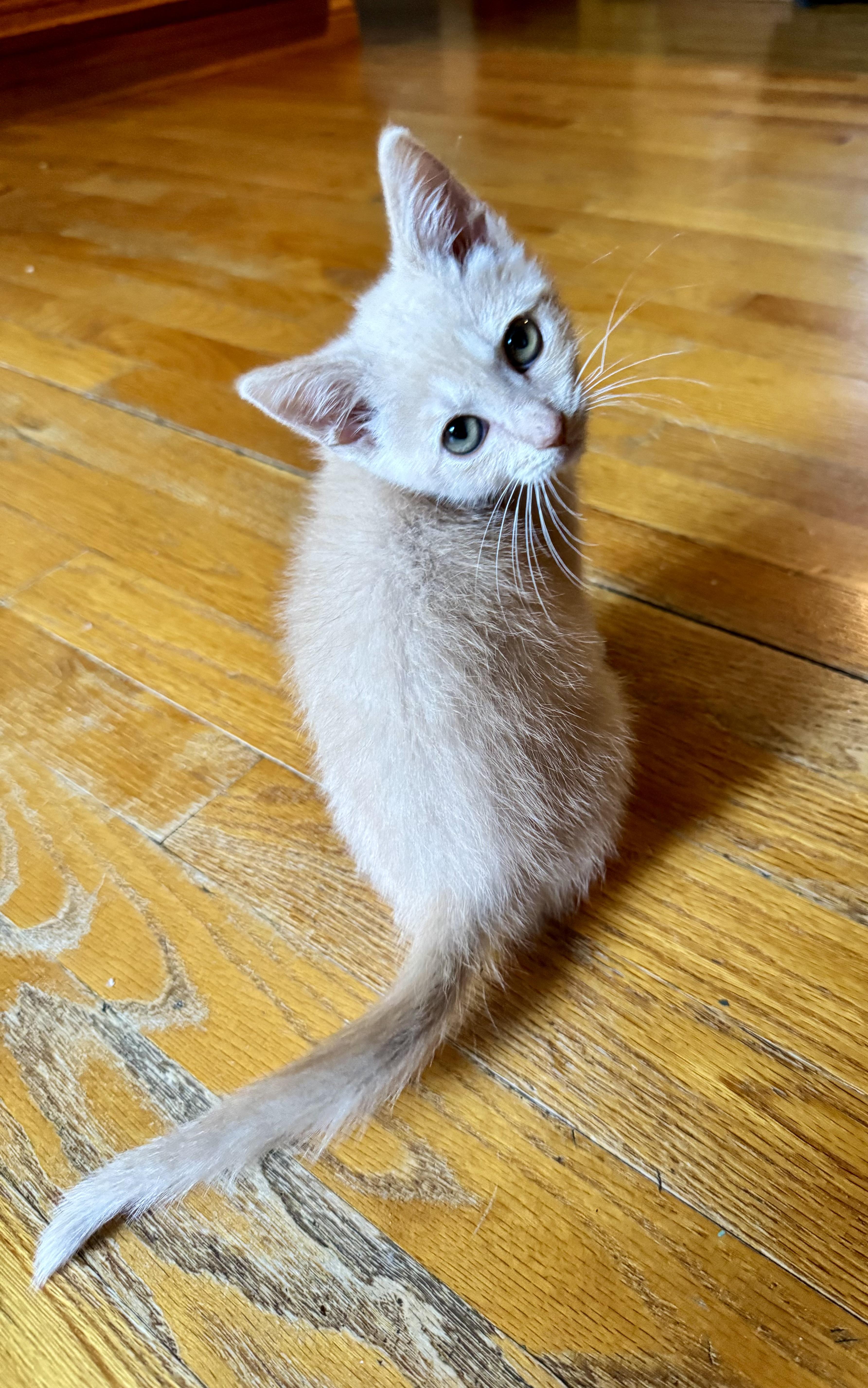 Enlarge Brie, a Adopted mixed breed in Charleston, WV image 6/6